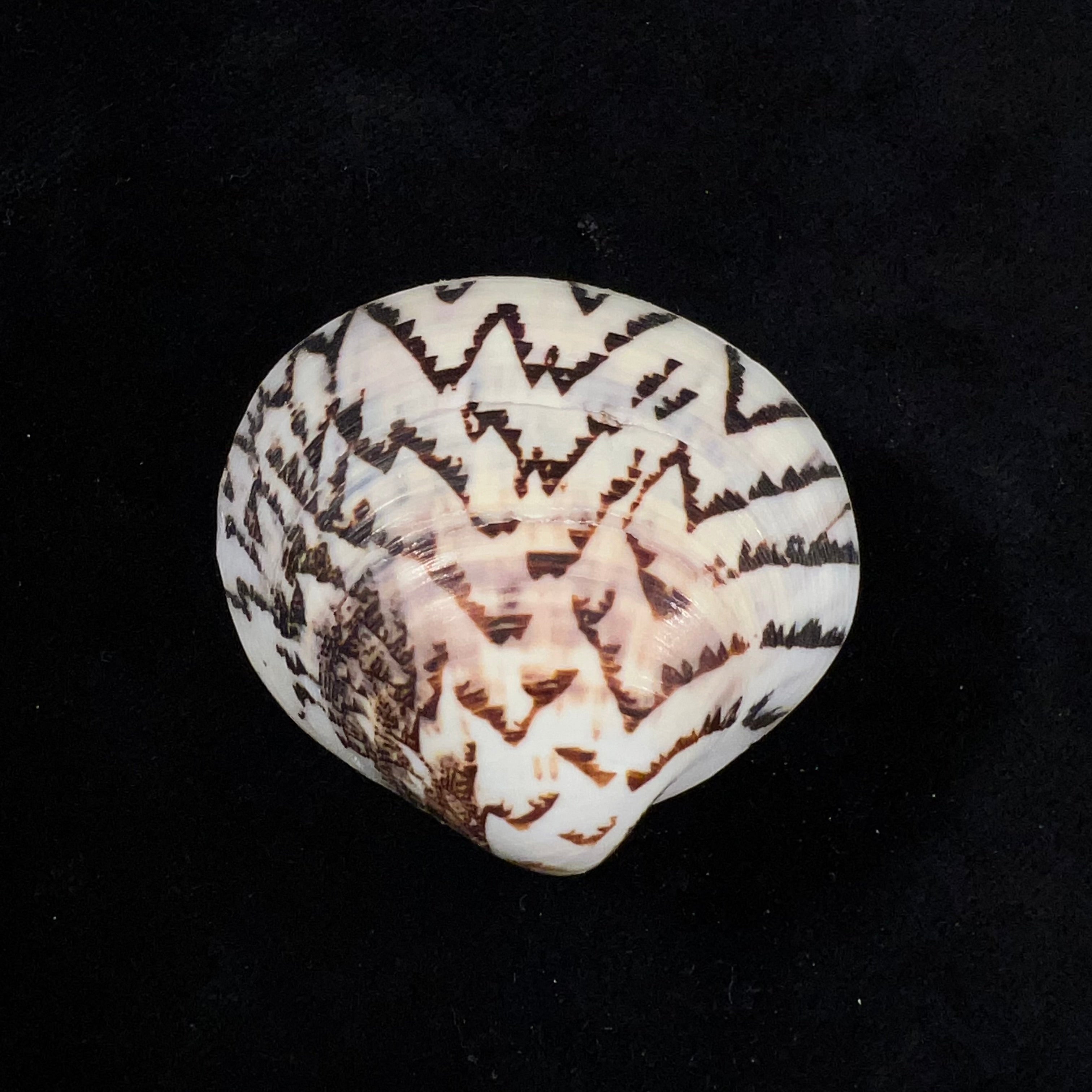Lioconcha castrensis (林奈, 1758) - 43,6mm