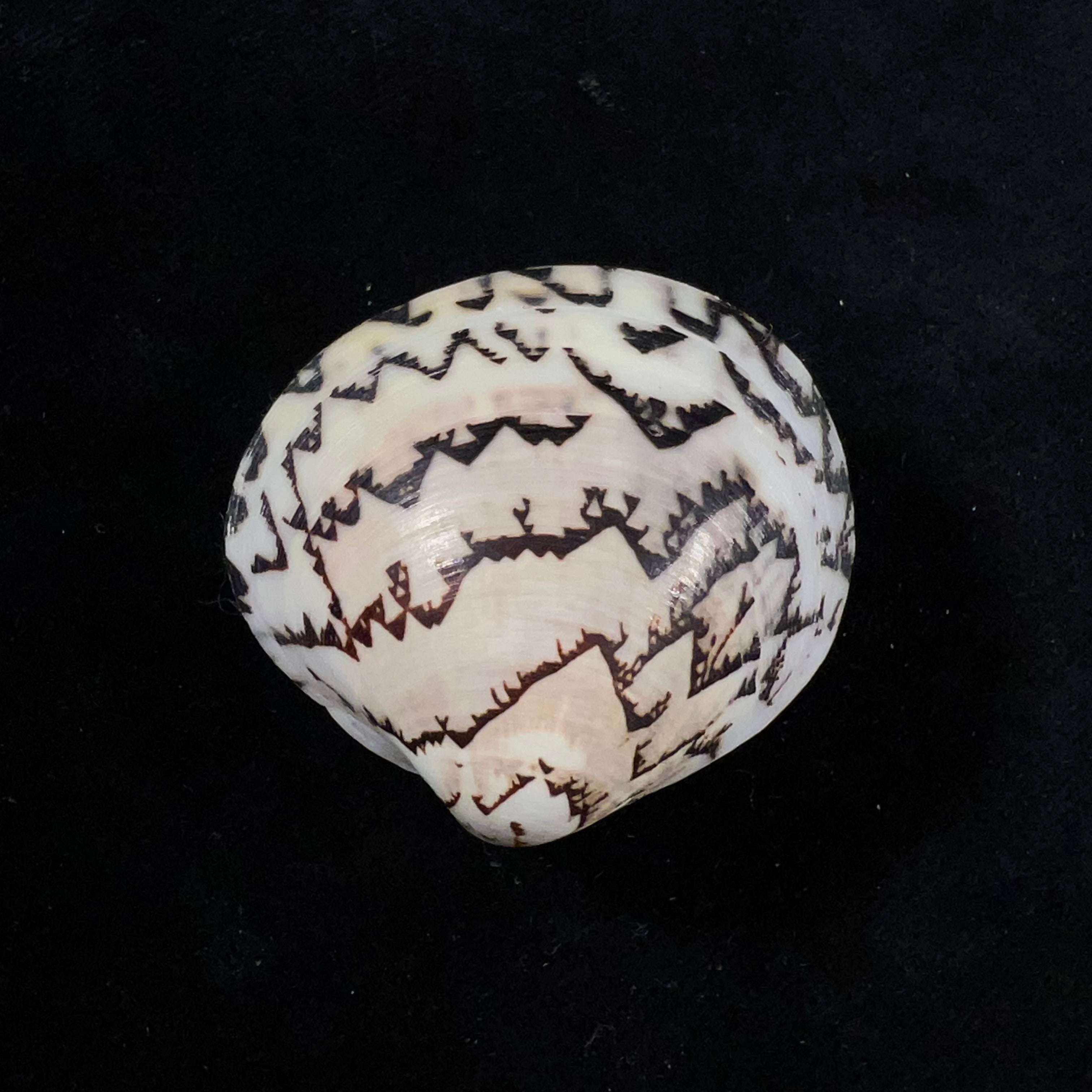 Lioconcha castrensis (林奈, 1758) - 41,7mm