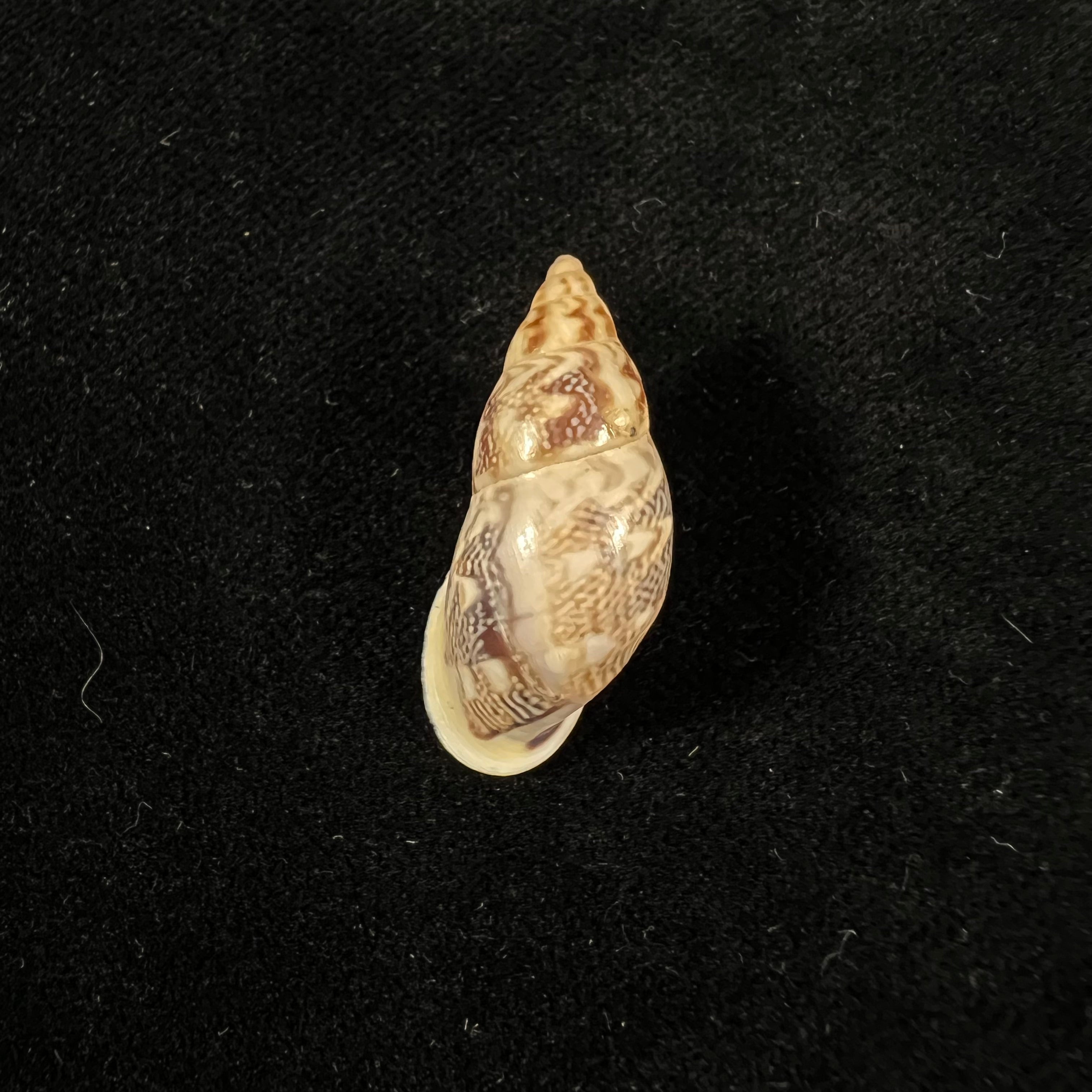 Drymaeus ziczac (S. I. Da Costa, 1898) - 27,4mm