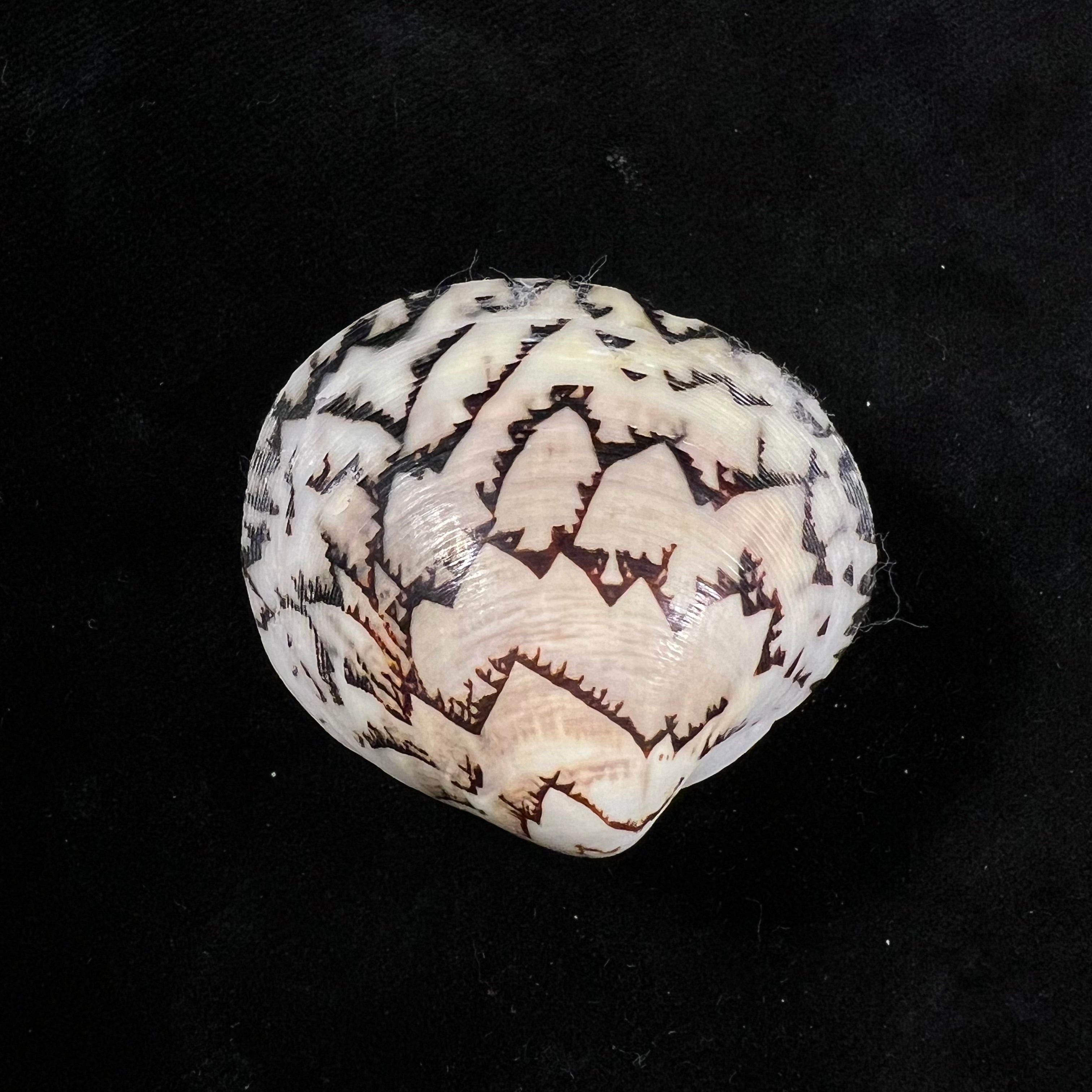 Lioconcha castrensis (林奈, 1758) - 41,7mm