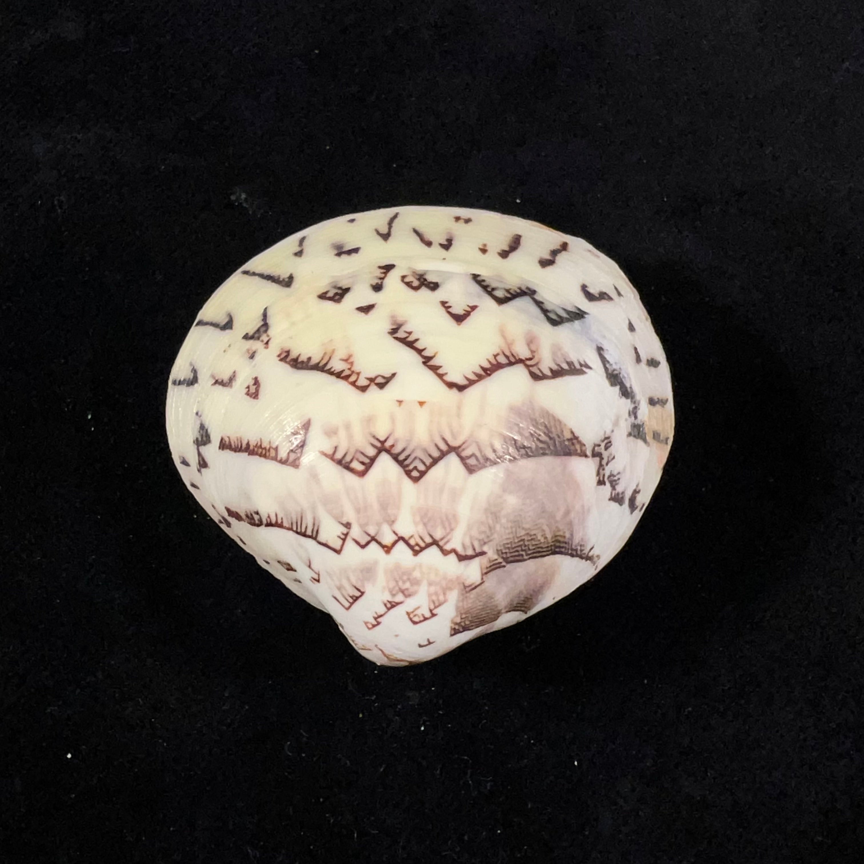 Lioconcha castrensis (林奈, 1758) - 44,1mm