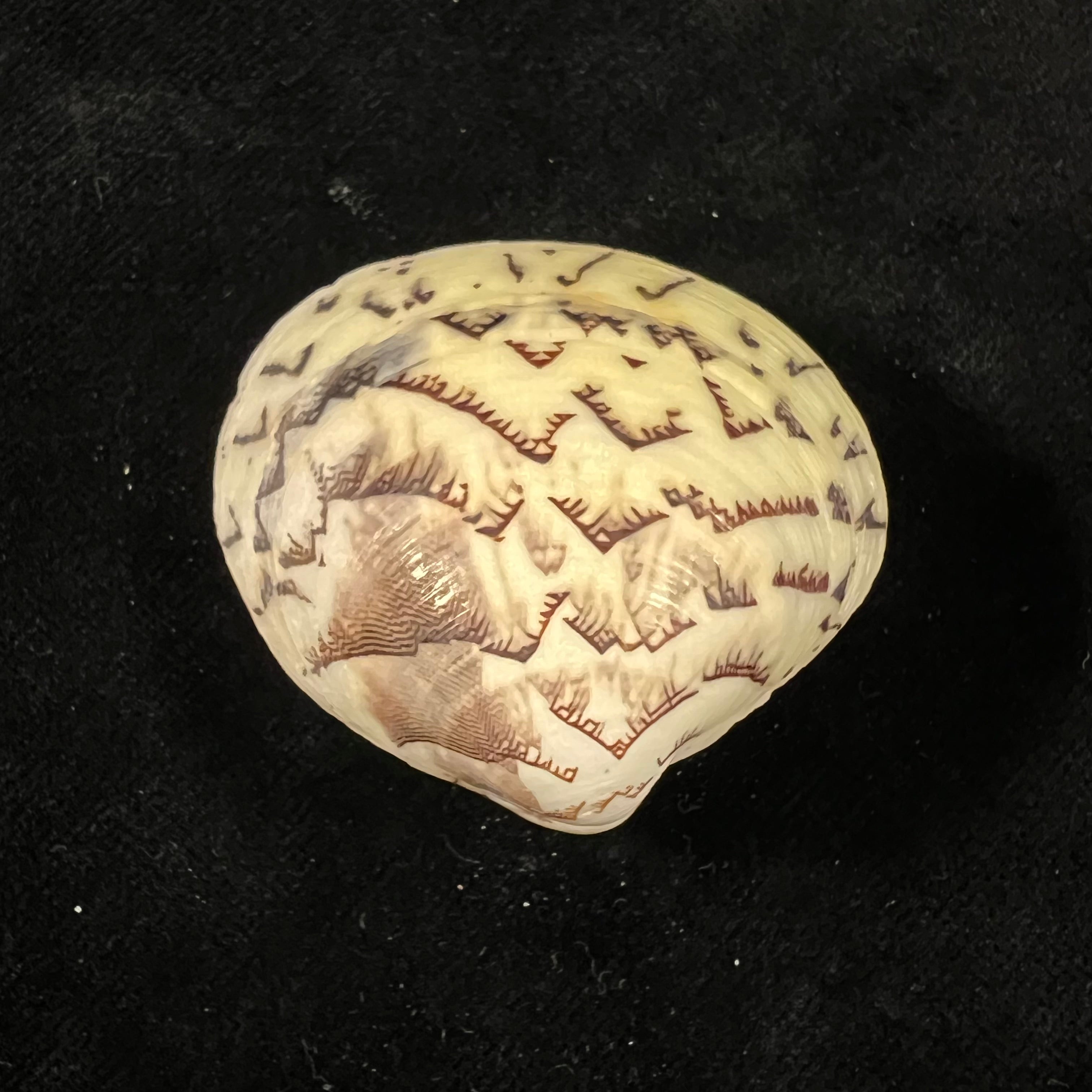 Lioconcha castrensis (林奈, 1758) - 44,1mm