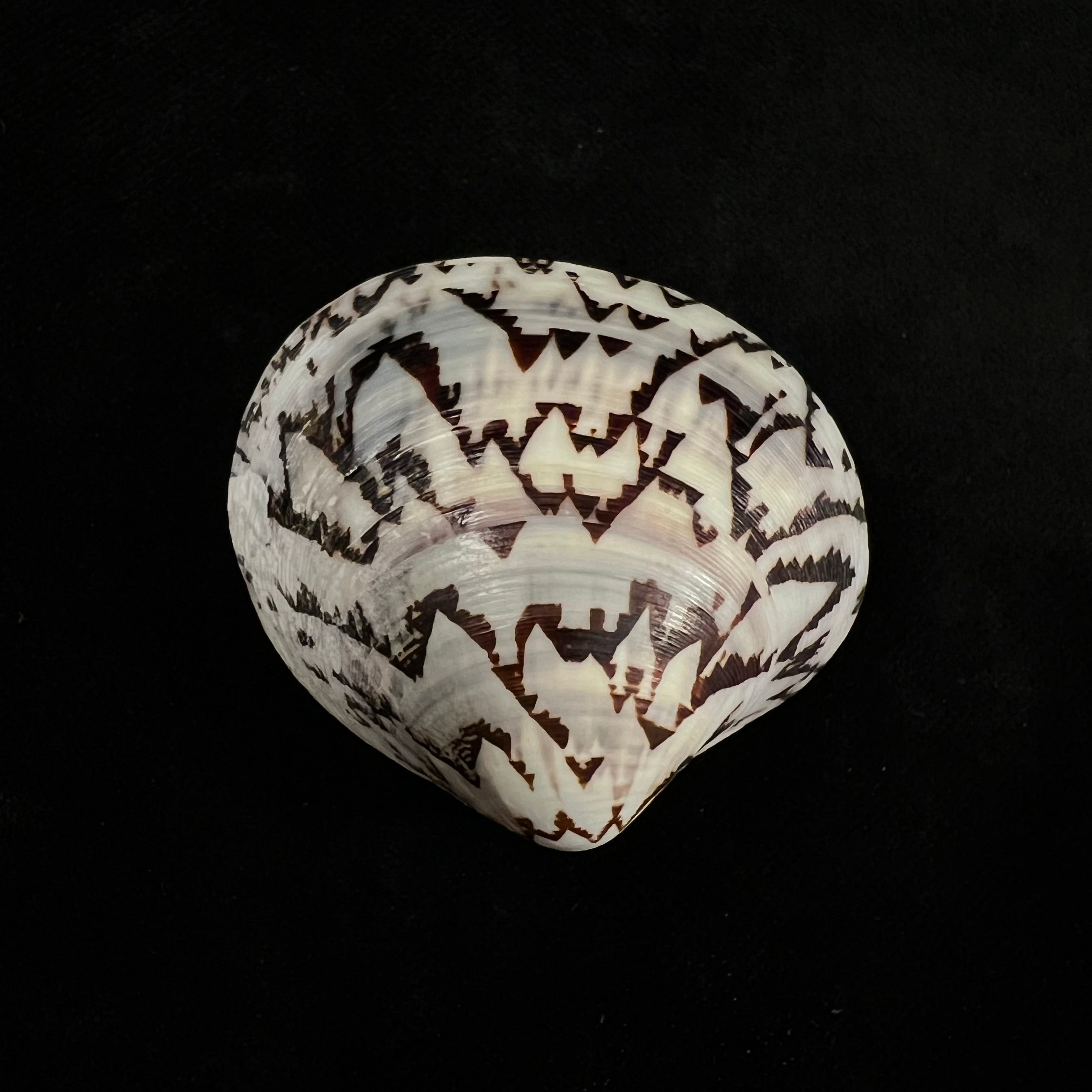 Lioconcha castrensis (林奈, 1758) - 44,5mm