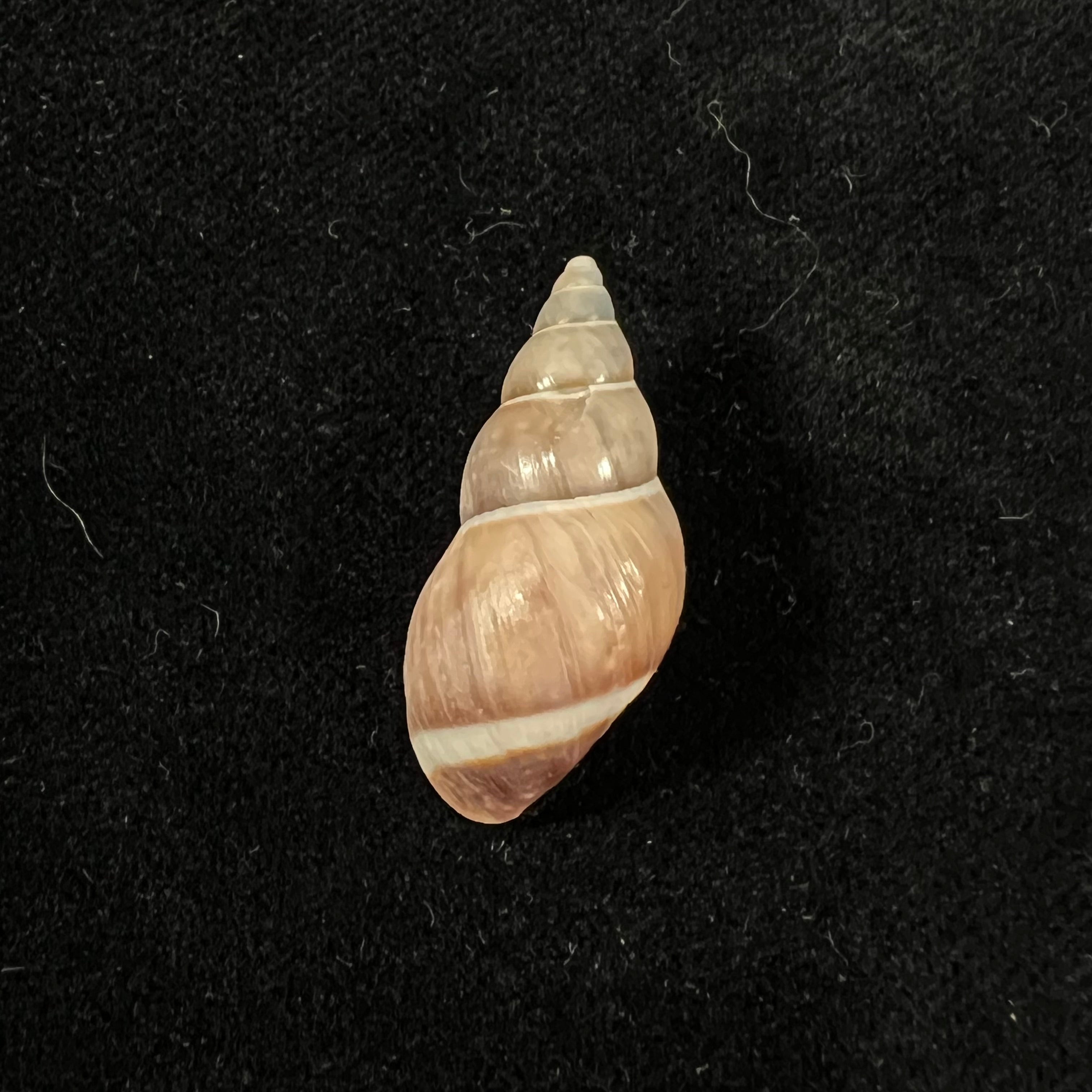 Drymaeus chimborasensis (Reeve, 1848) - 28,8mm