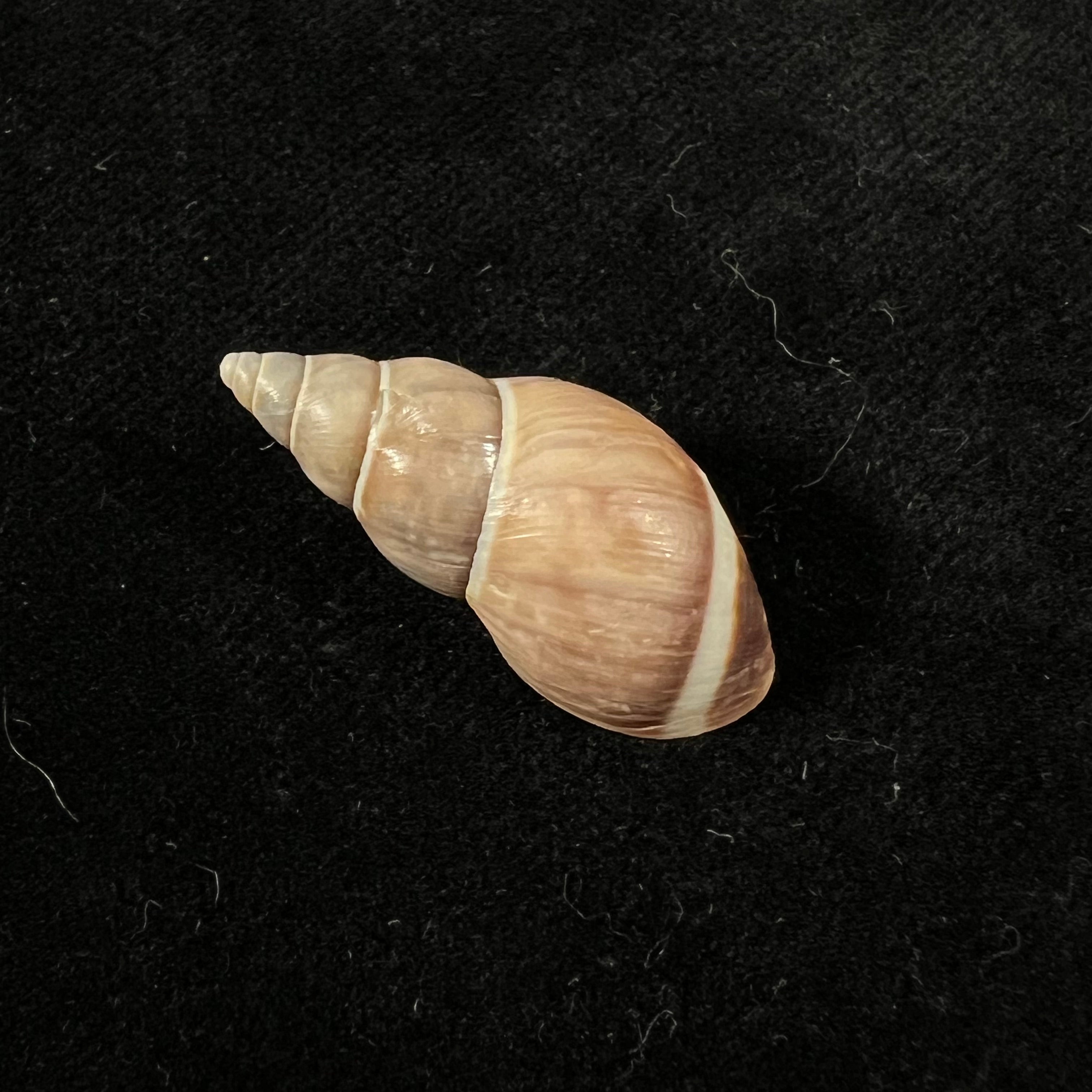 Drymaeus chimborasensis (Reeve, 1848) - 28,8mm