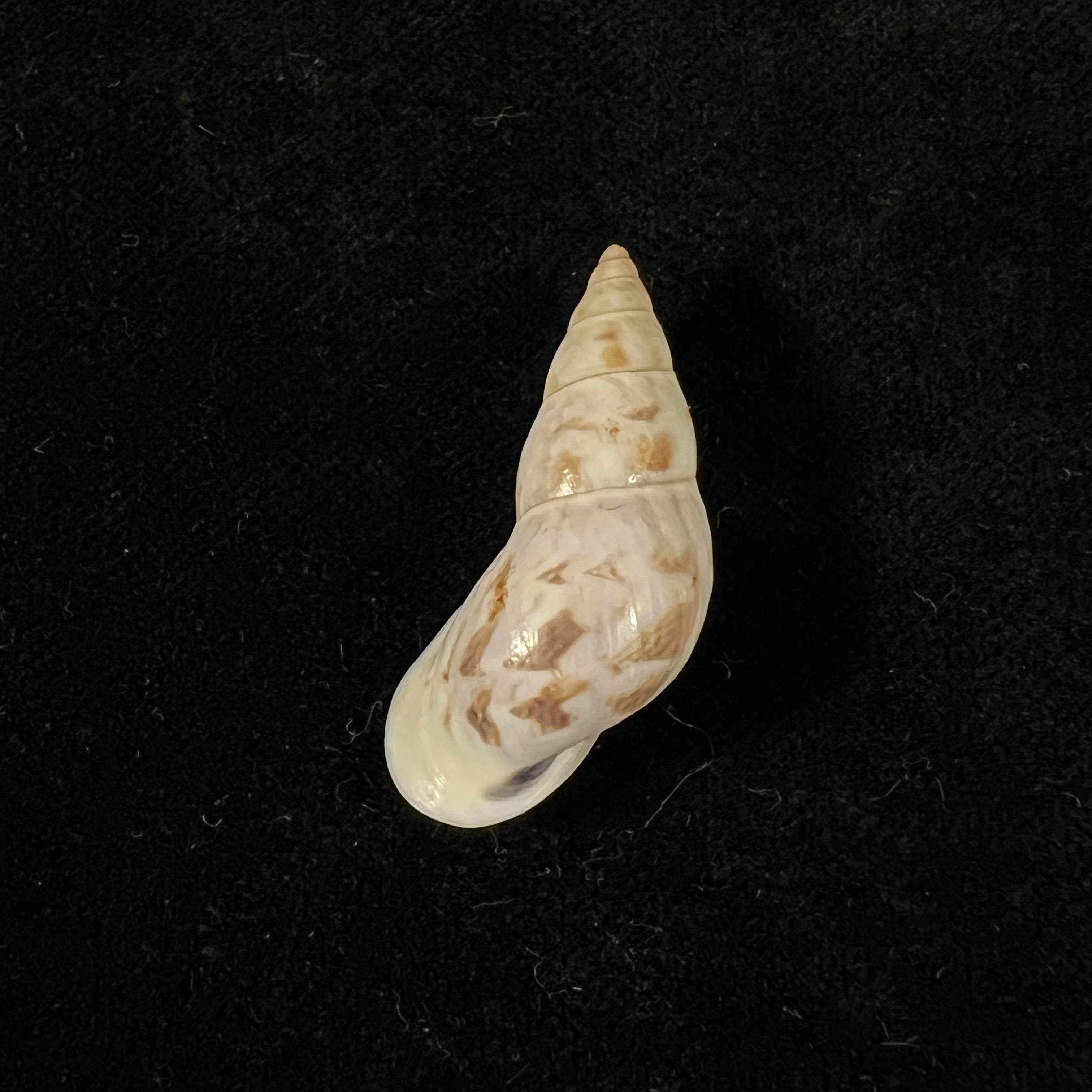 Drymaeus bellus S. I. Da Costa, 1906 - 34,1mm