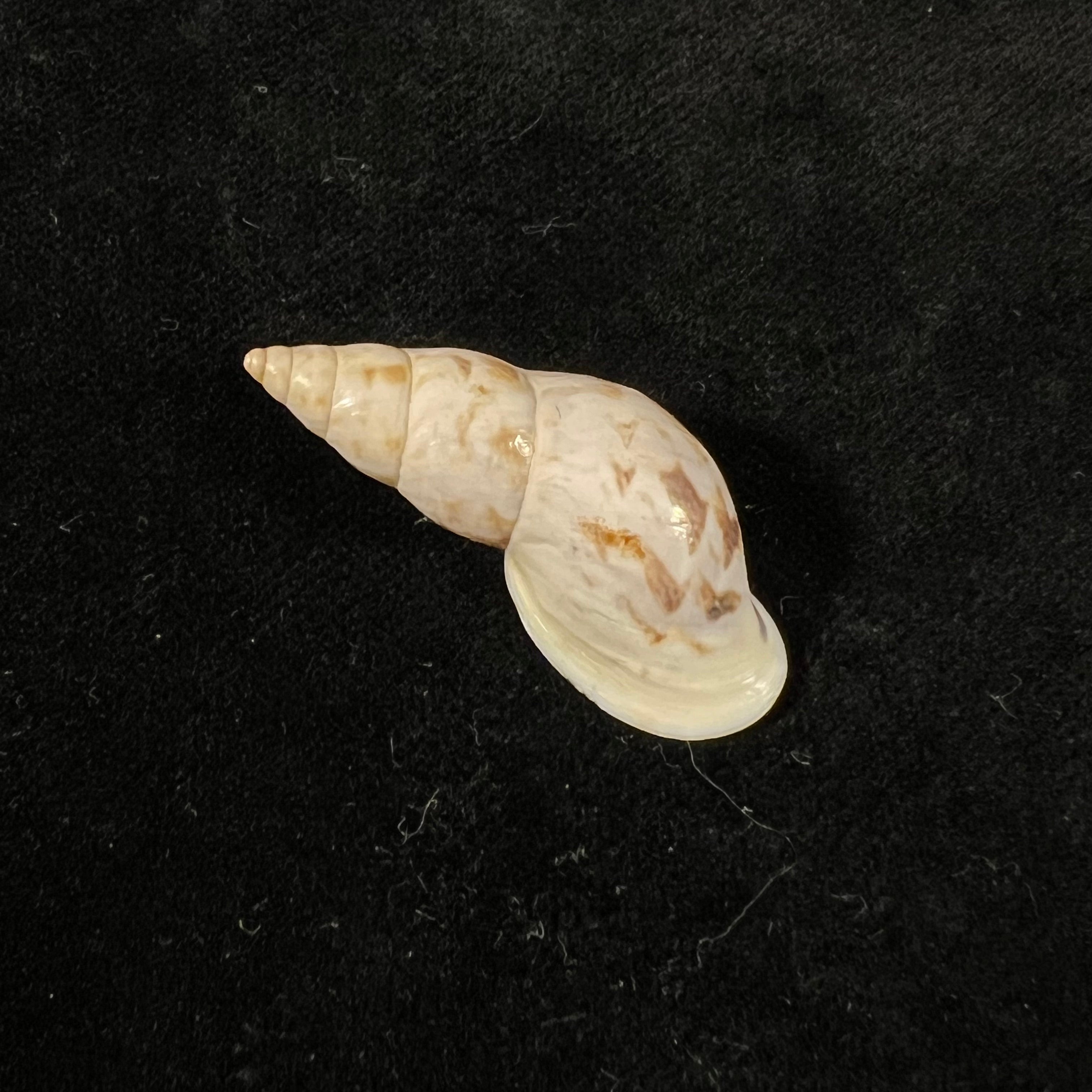 Drymaeus bellus S. I. Da Costa, 1906 - 34,1mm