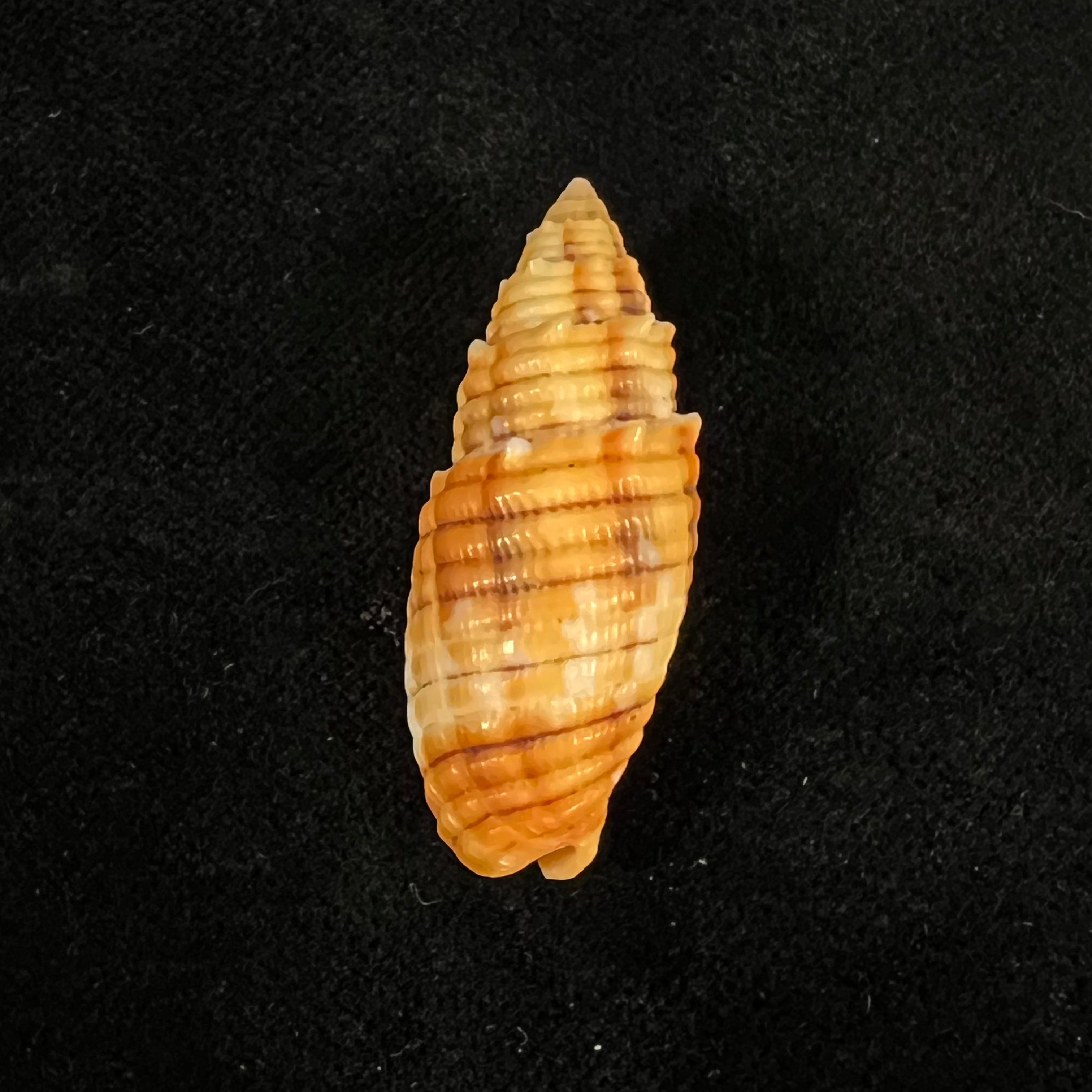 Quasimitra puncticulata (拉马克, 1811) - 36,2mm