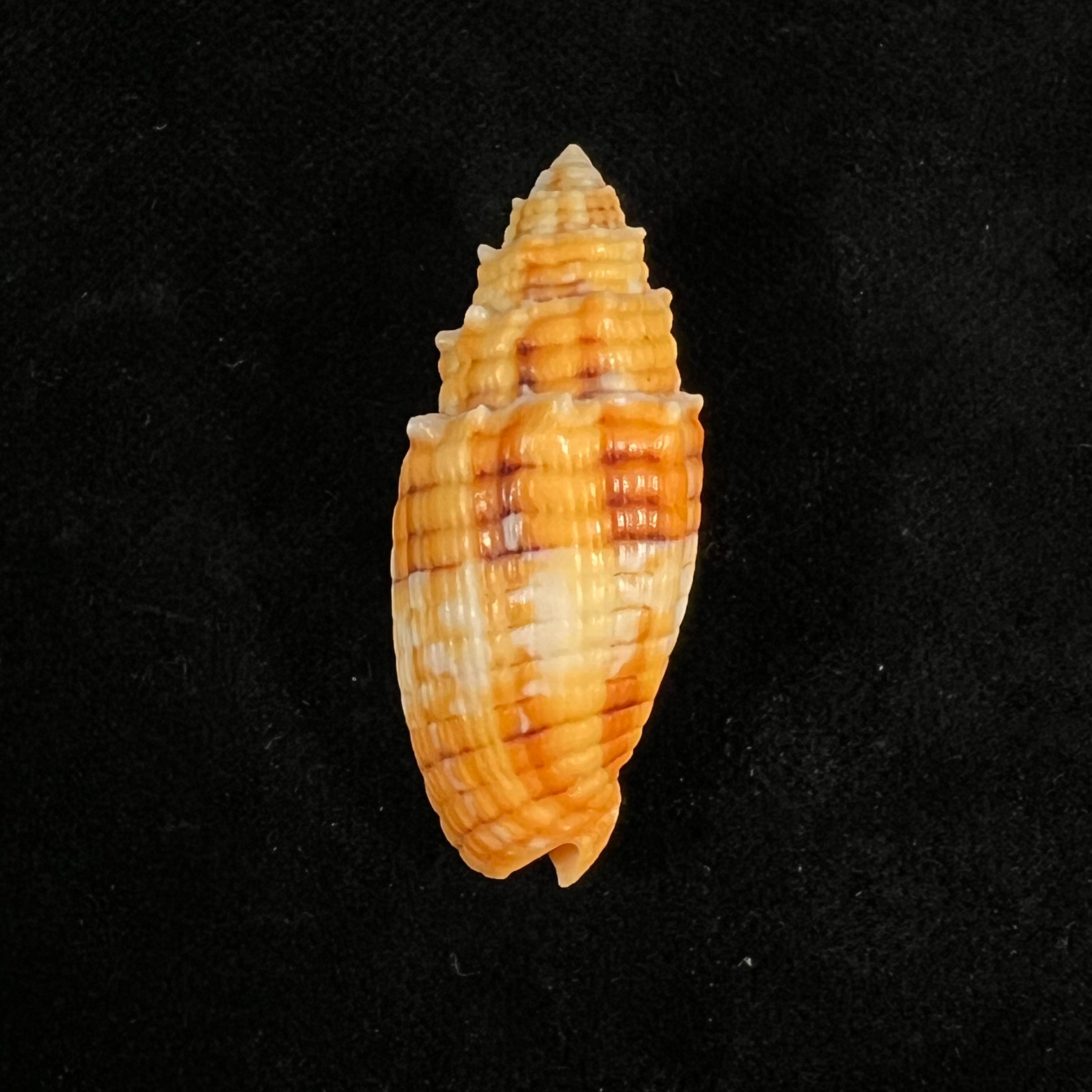 Quasimitra puncticulata(拉马克,1811 年) - 38 毫米