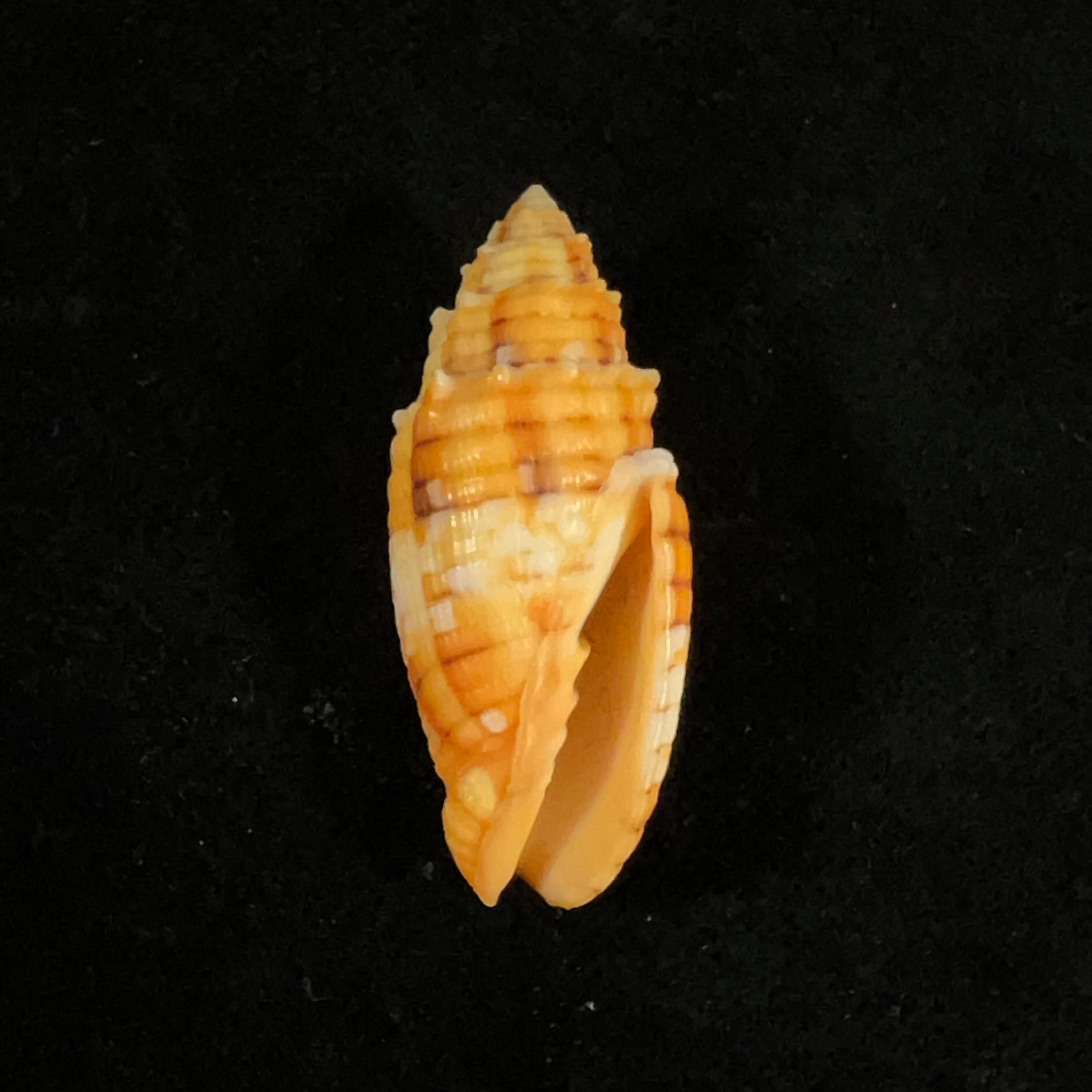 Quasimitra puncticulata(拉马克,1811 年) - 38 毫米