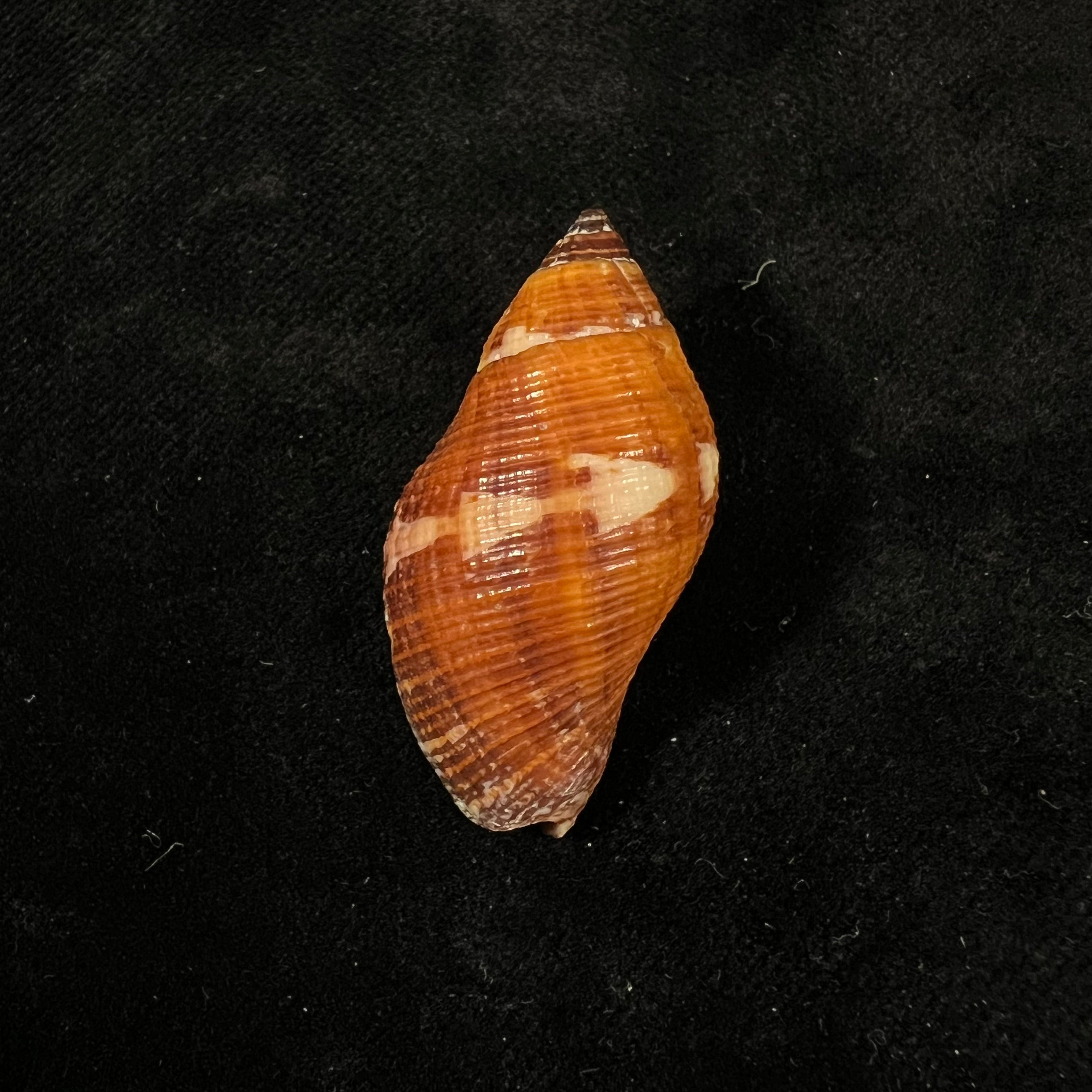 Nassa serta (Bruguière, 1789) - 39,2mm