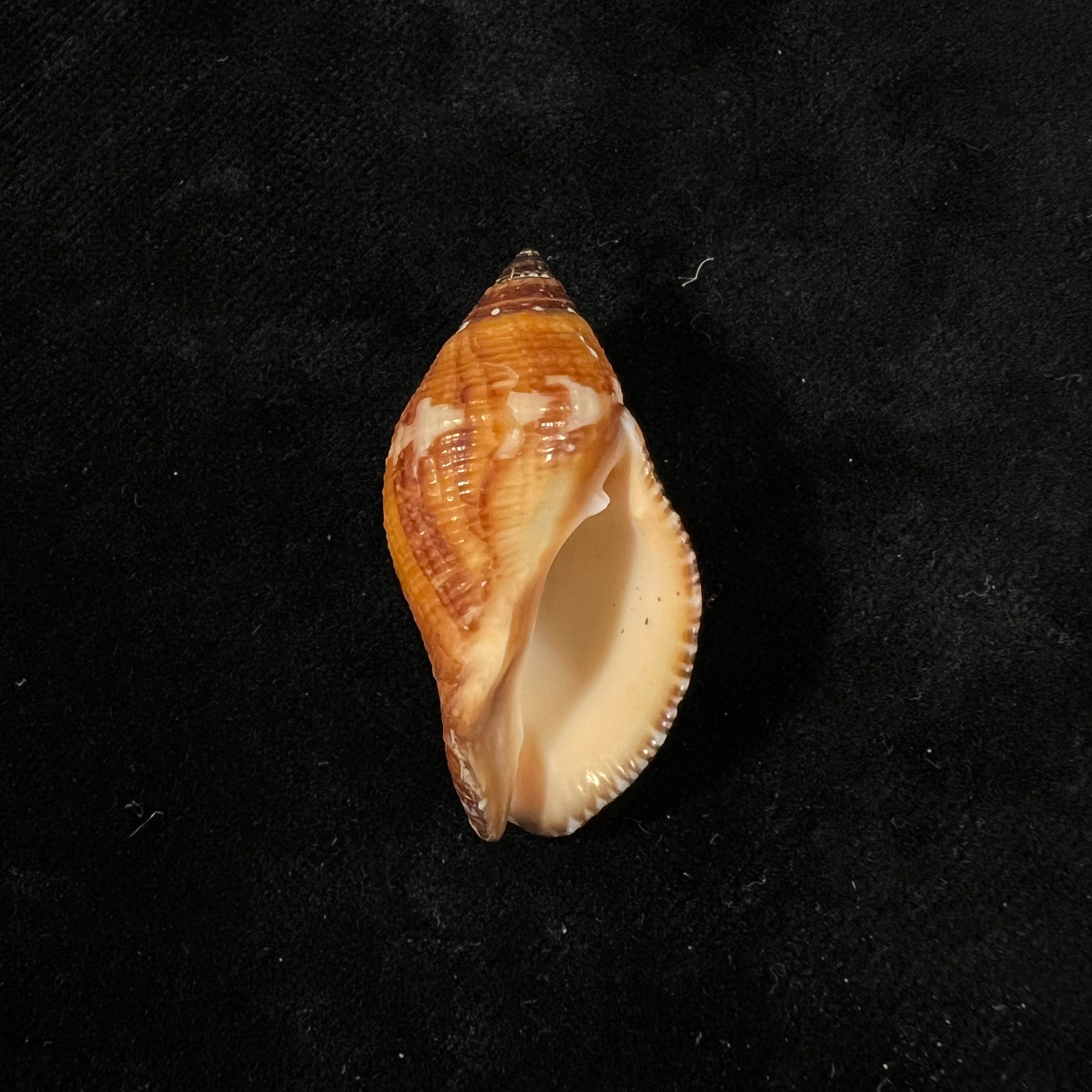 Nassa serta (Bruguière, 1789) - 39,2mm