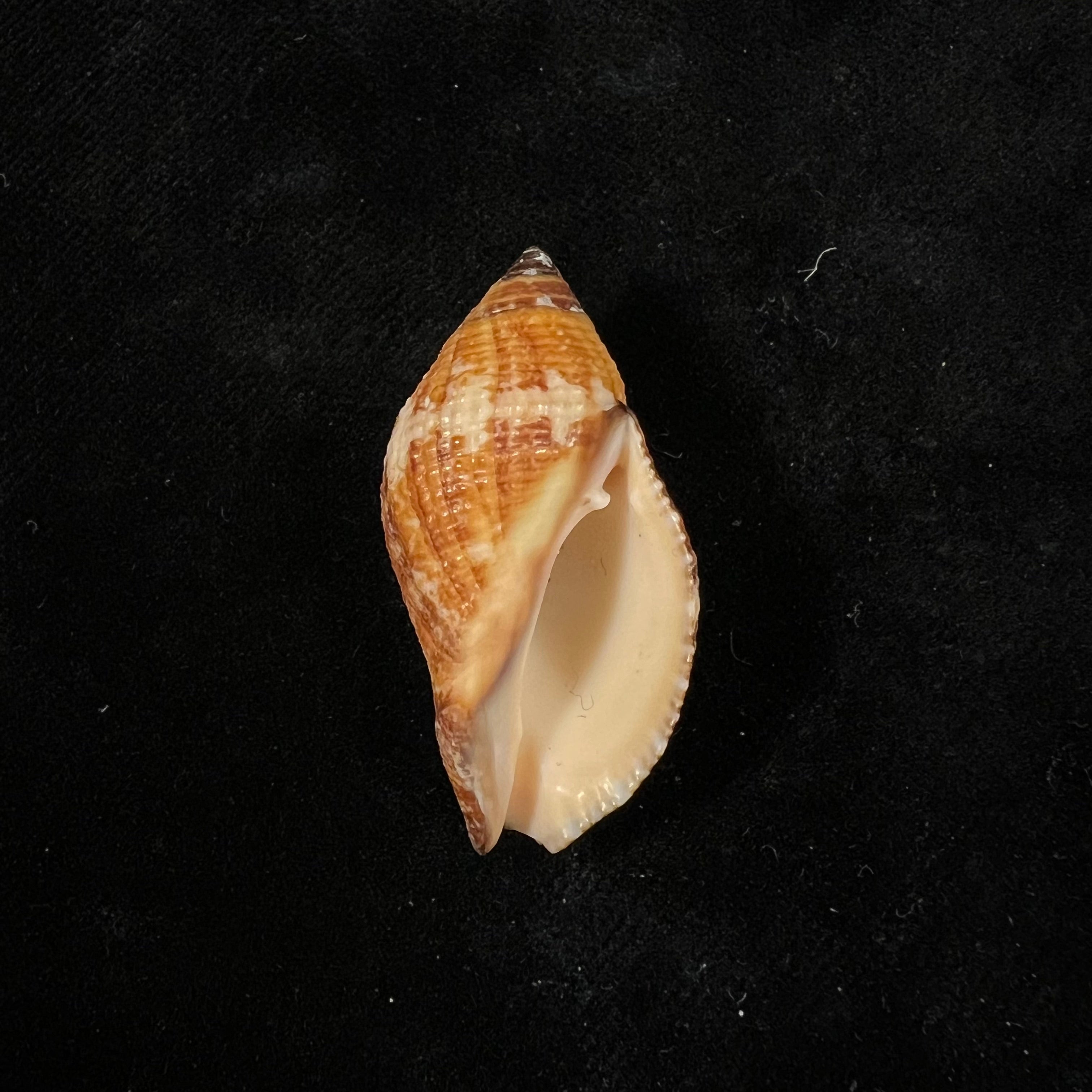 Nassa serta (Bruguière, 1789) - 38 毫米
