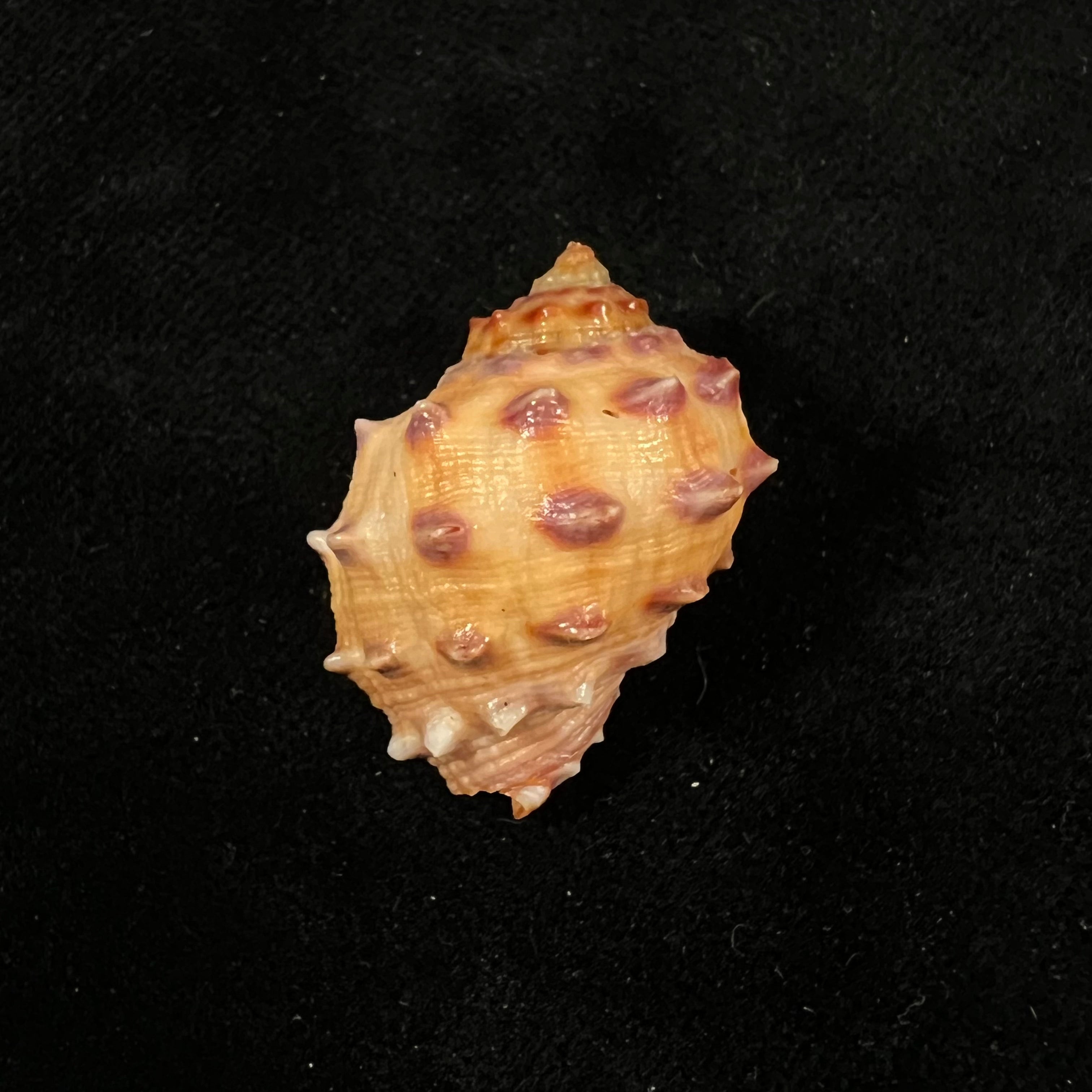 Mancinella alouina (Röding, 1798) - 30,8mm