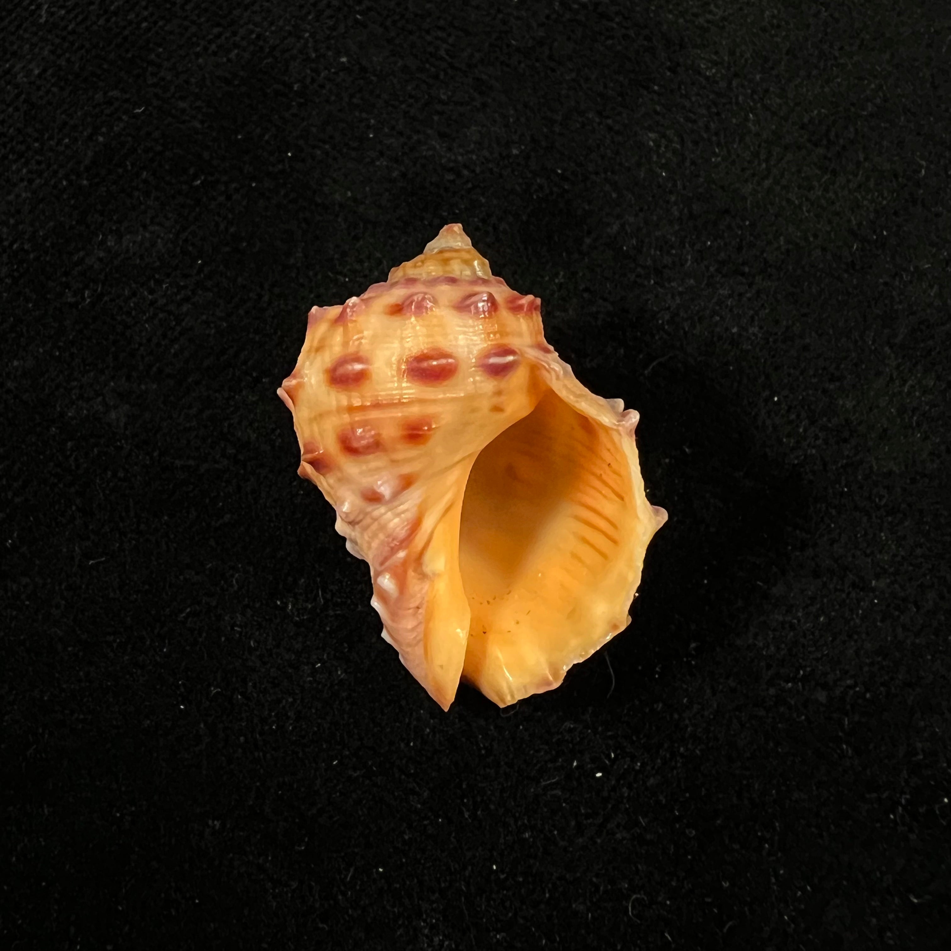 Mancinella alouina (Röding, 1798) - 30,8mm