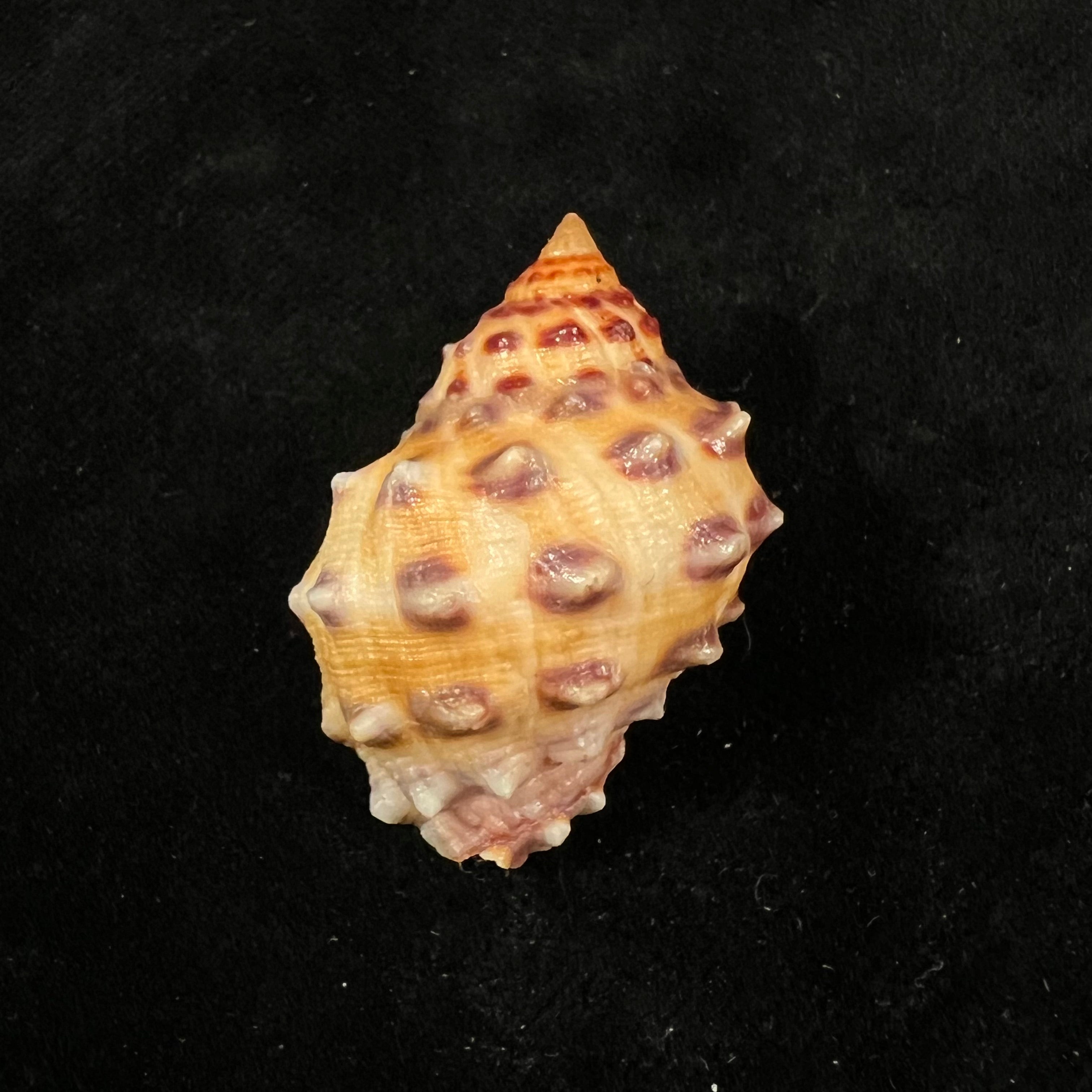 Mancinella alouina (Röding, 1798) - 35,8mm