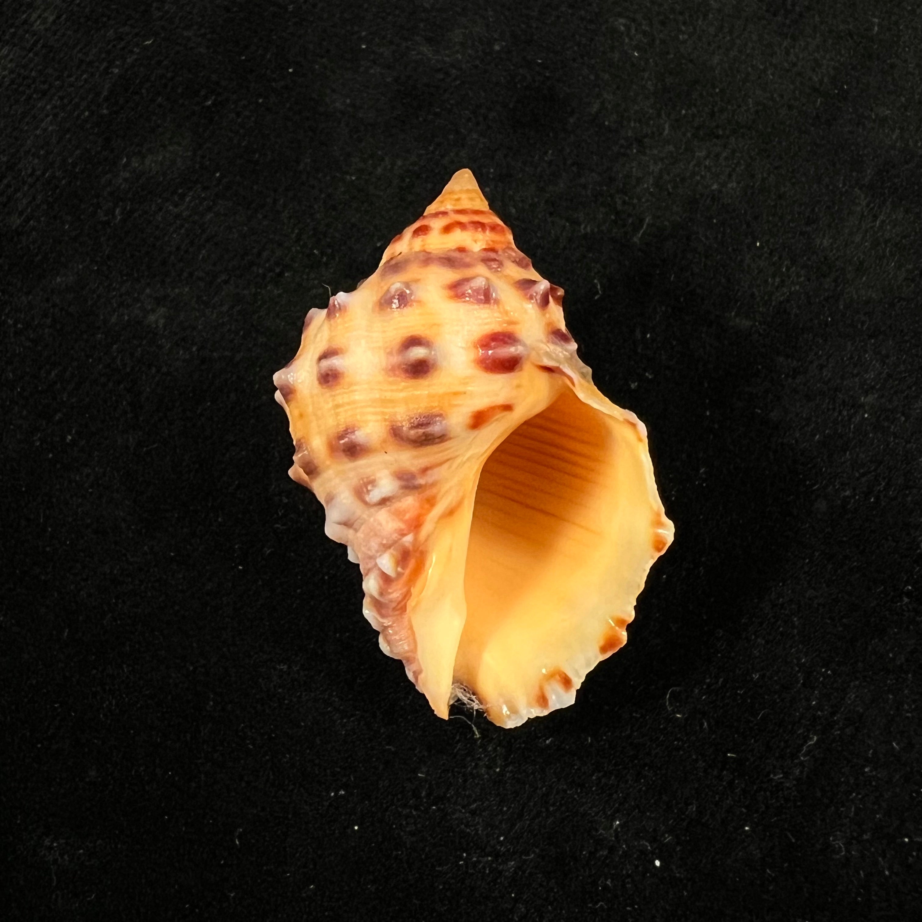 Mancinella alouina (Röding, 1798) - 35,8mm