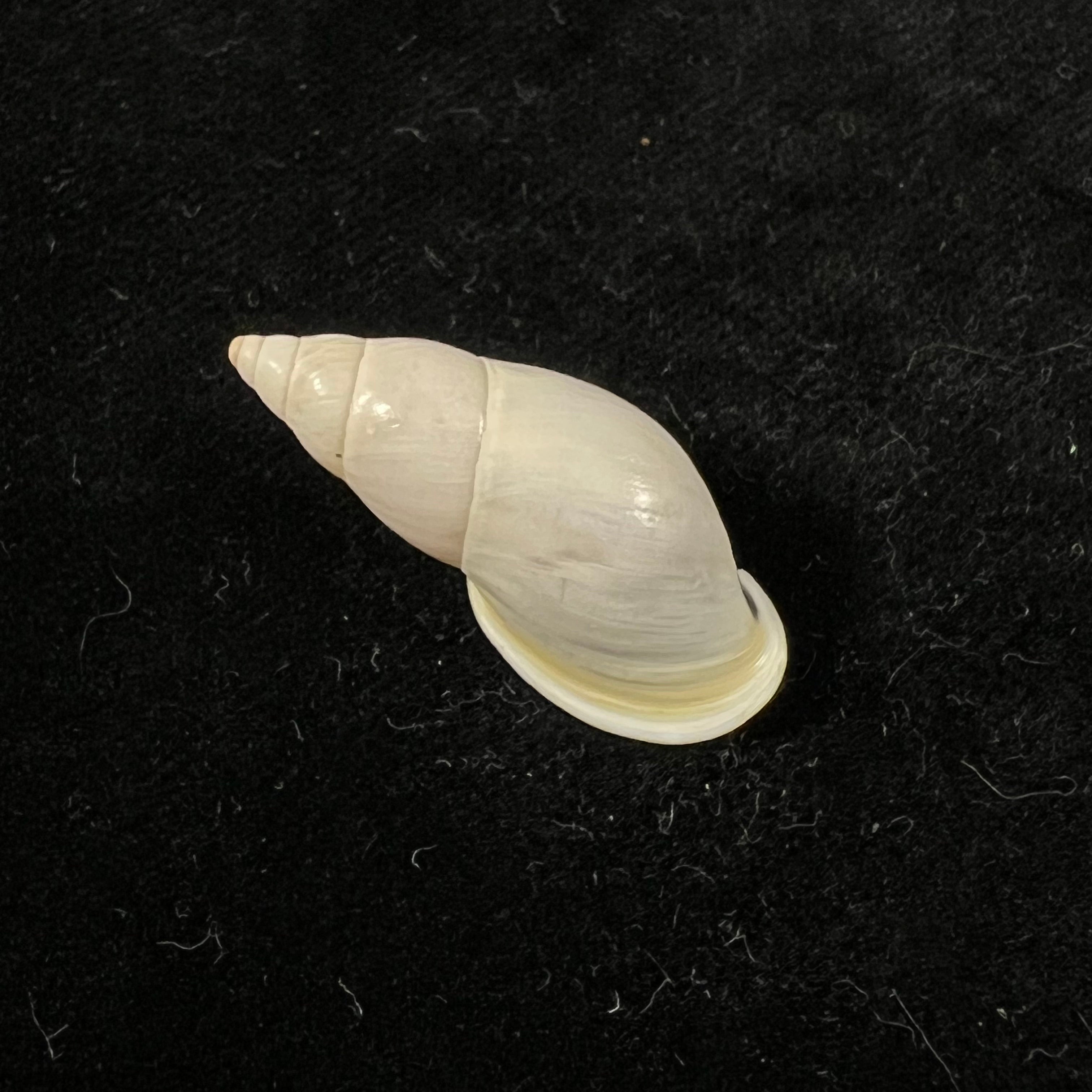 Drymaeus eversus alata Piaget, 1914 - 30,6mm