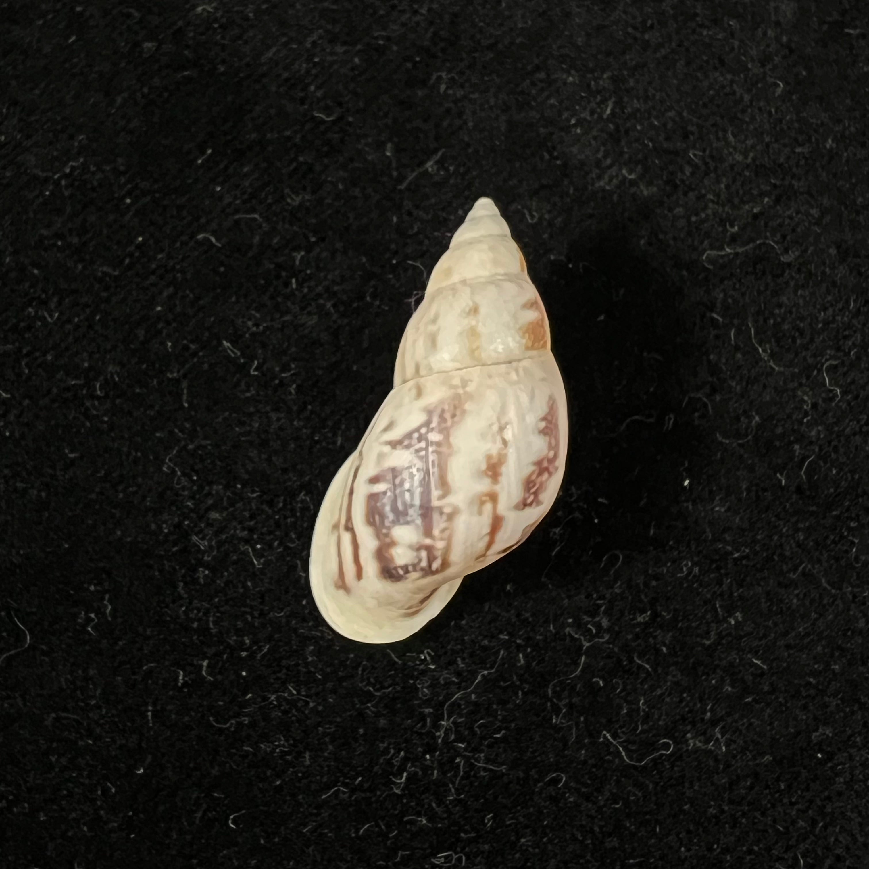 Drymaeus eversus subula Piaget, 1914 - 32,7mm