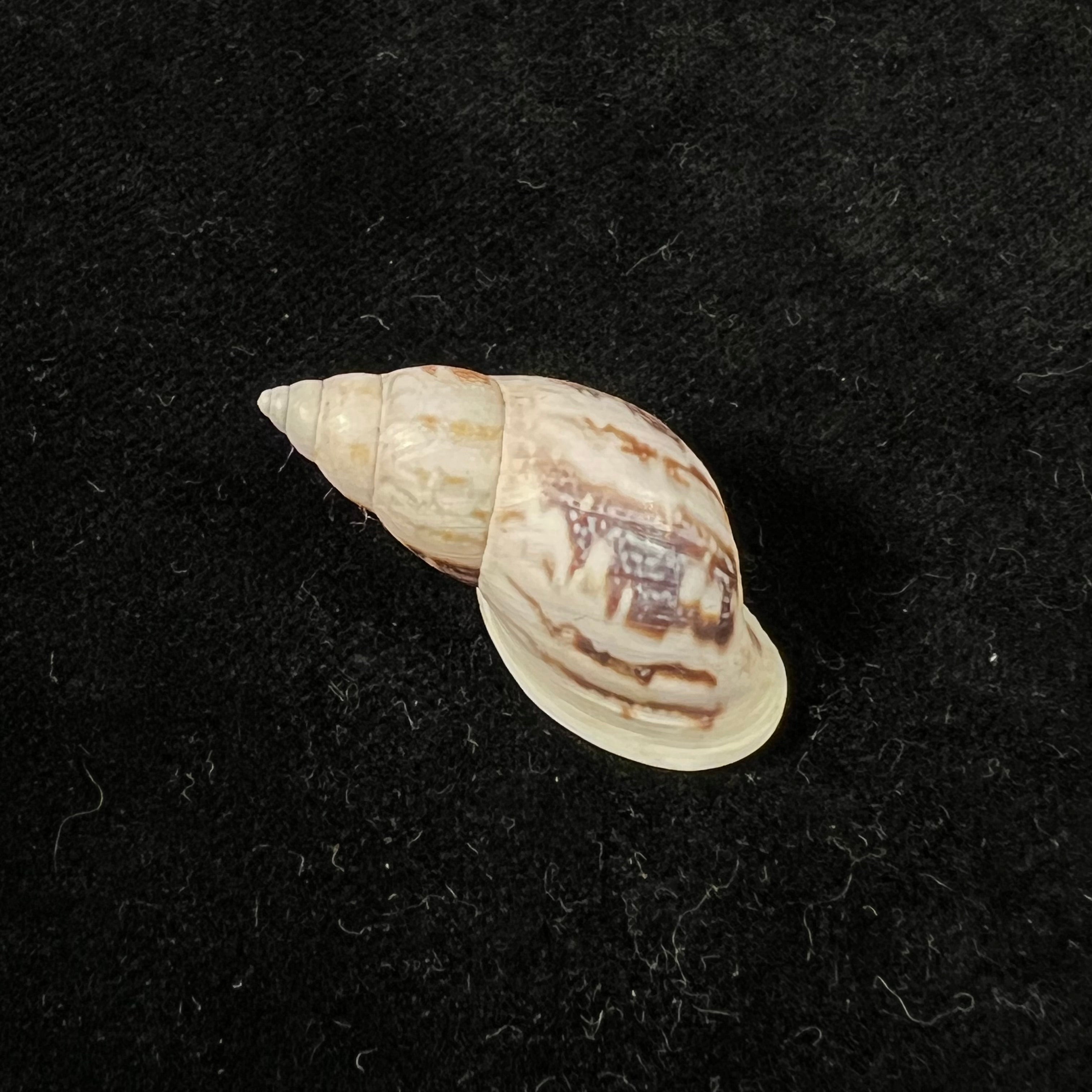 Drymaeus eversus subula Piaget, 1914 - 32,7mm