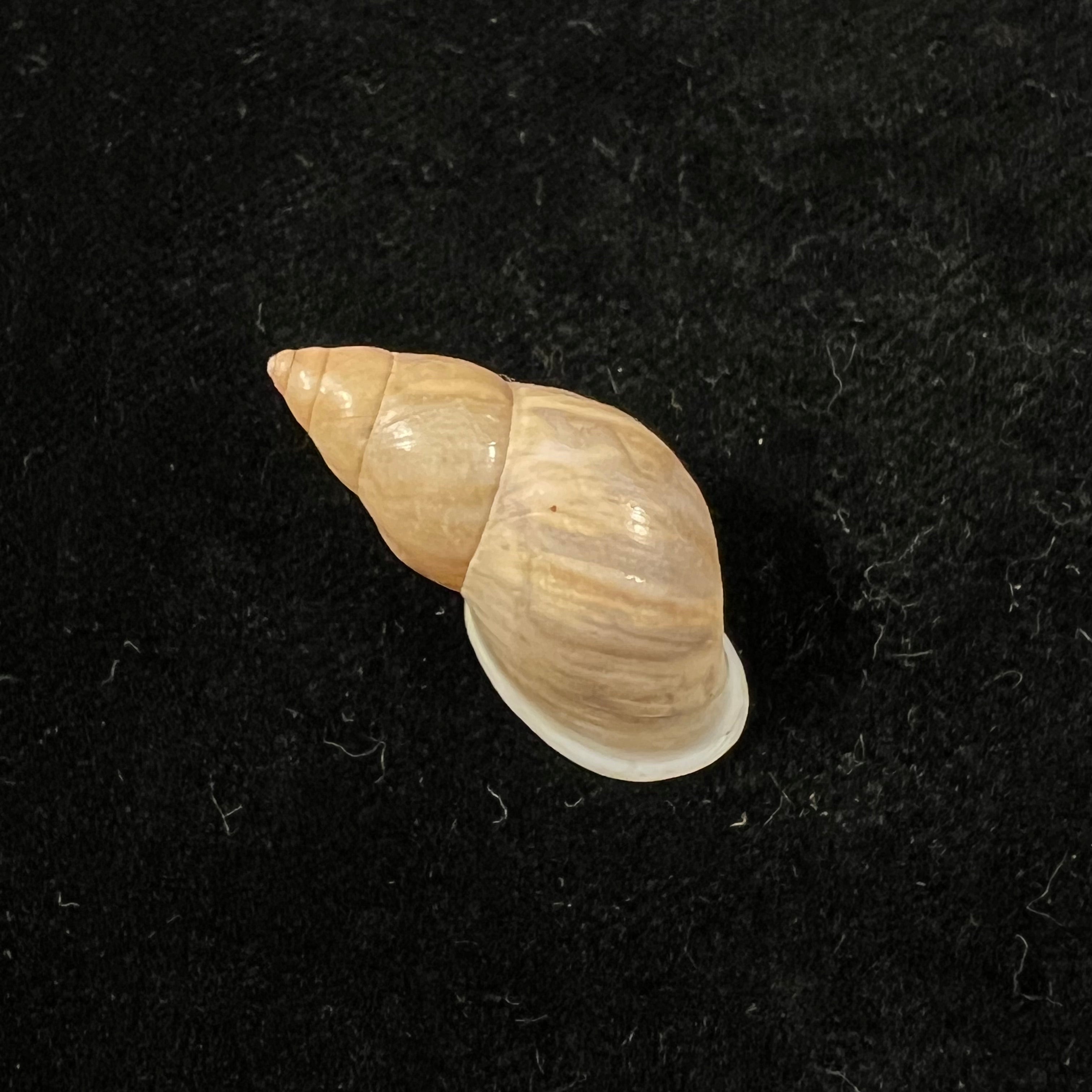 Drymaeus cf eversus (Mousson, 1873) - 29,4mm