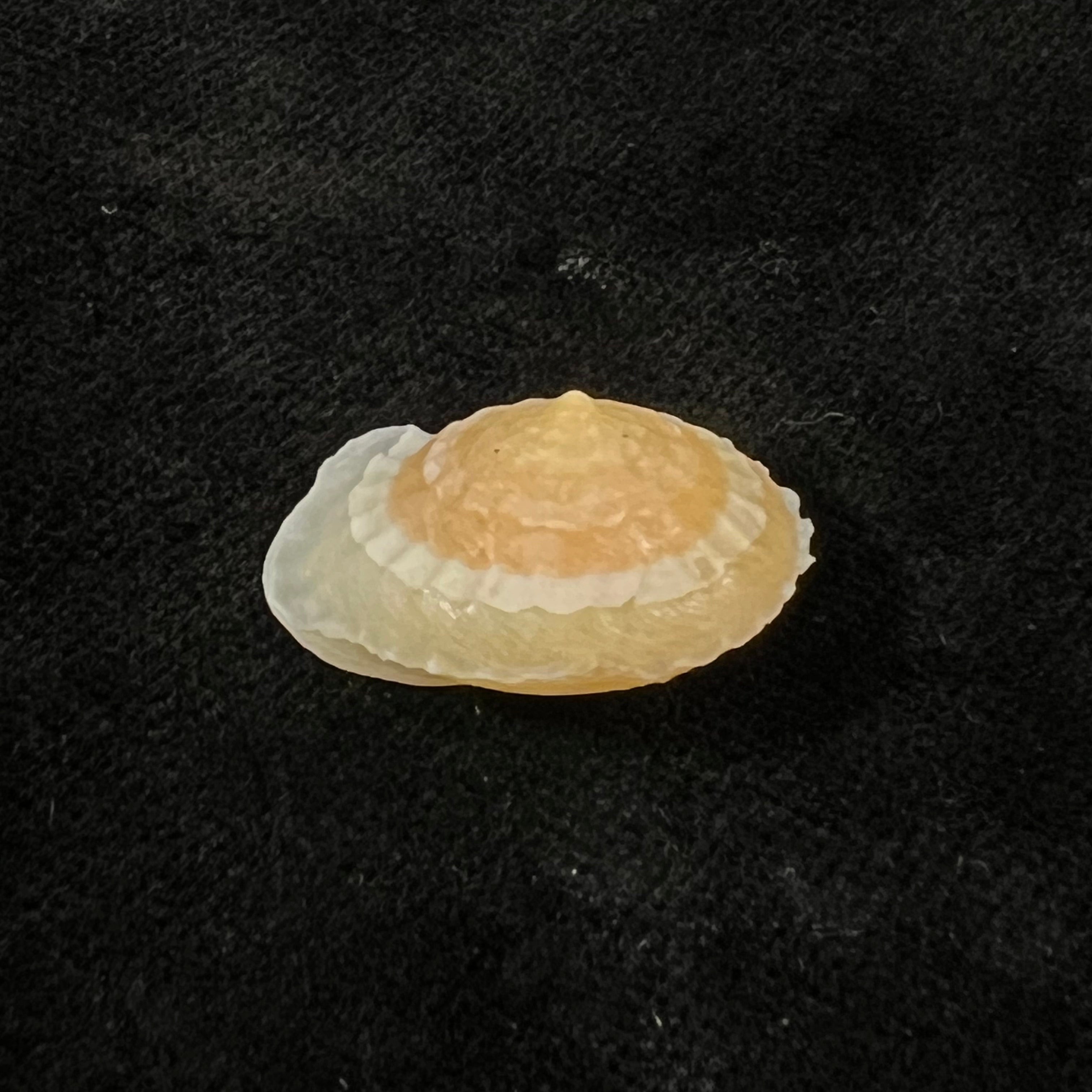 Geotrochatella nogieri (Dautzenberg & d'Hamonville, 1888) - 23 毫米