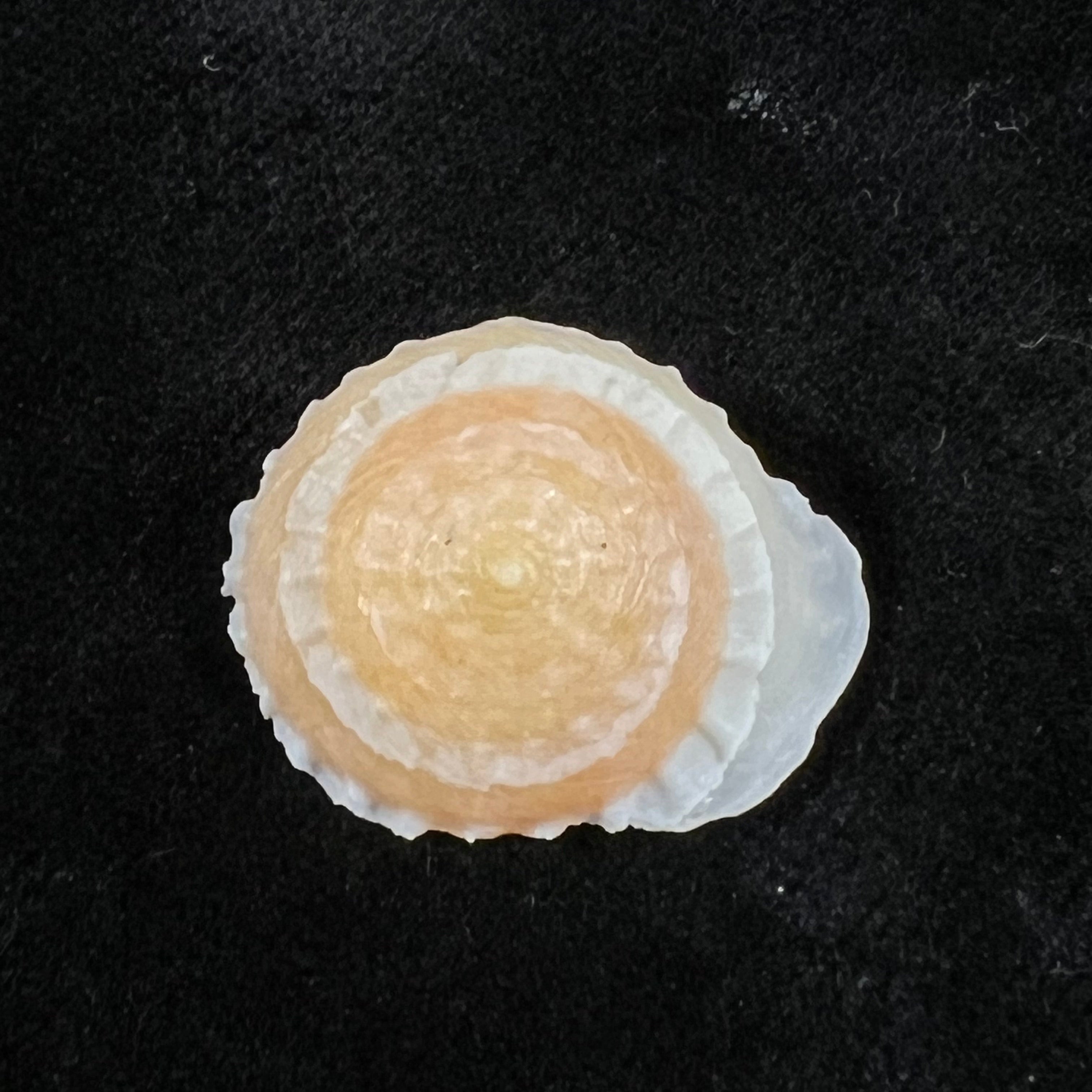 Geotrochatella nogieri (Dautzenberg & d'Hamonville, 1888) - 23 毫米