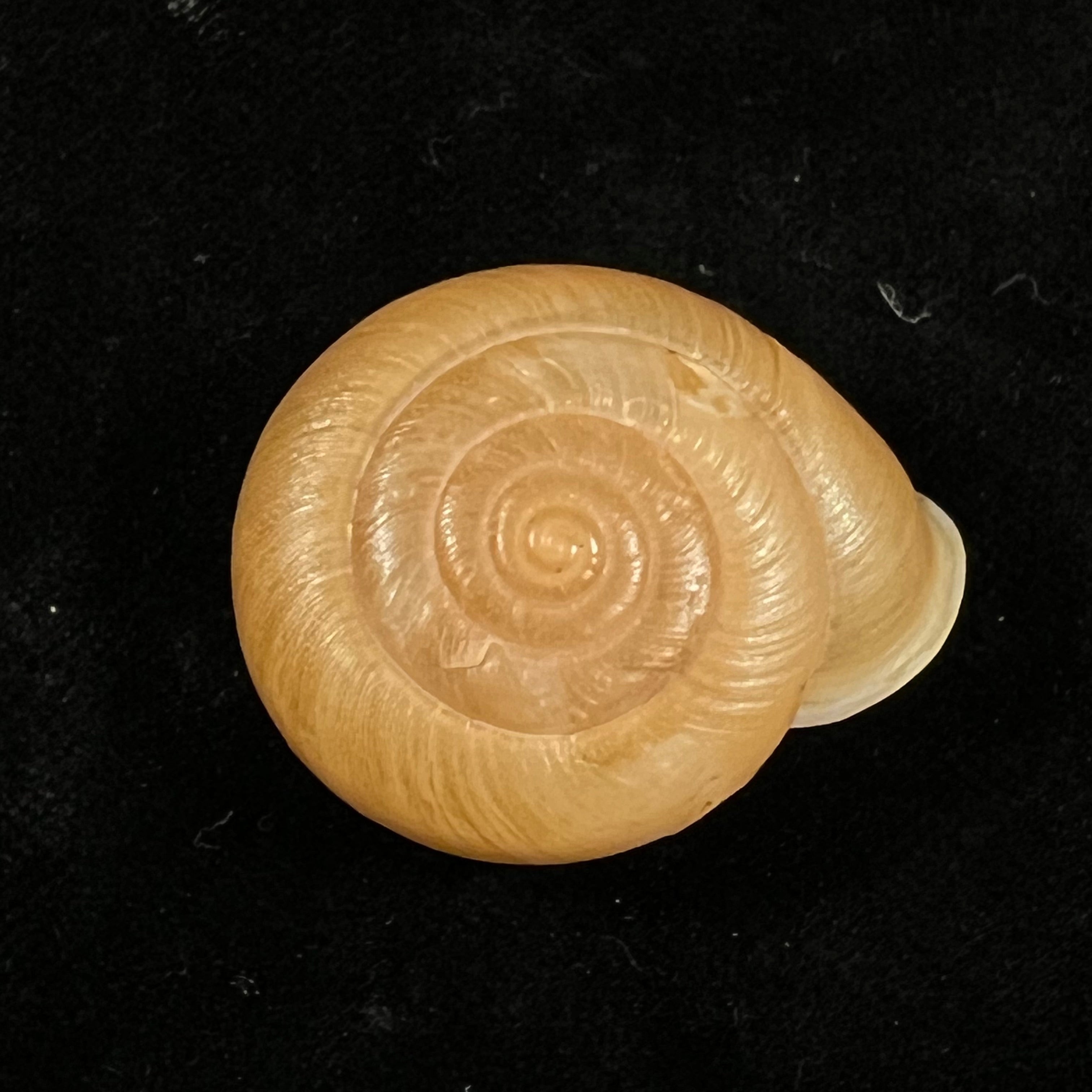 Traumatophora fraterminor (Gredler, 1884) - 32,1毫米