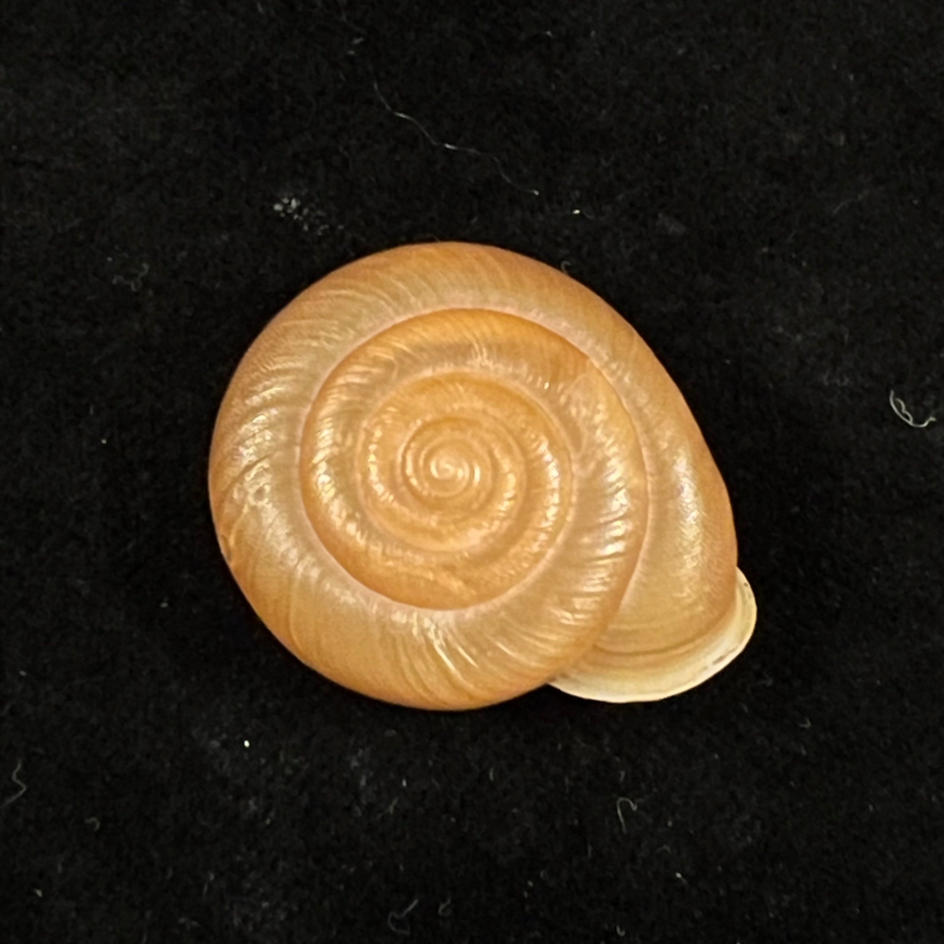 Traumatophora fraterminor (Gredler, 1884) - 31,5毫米