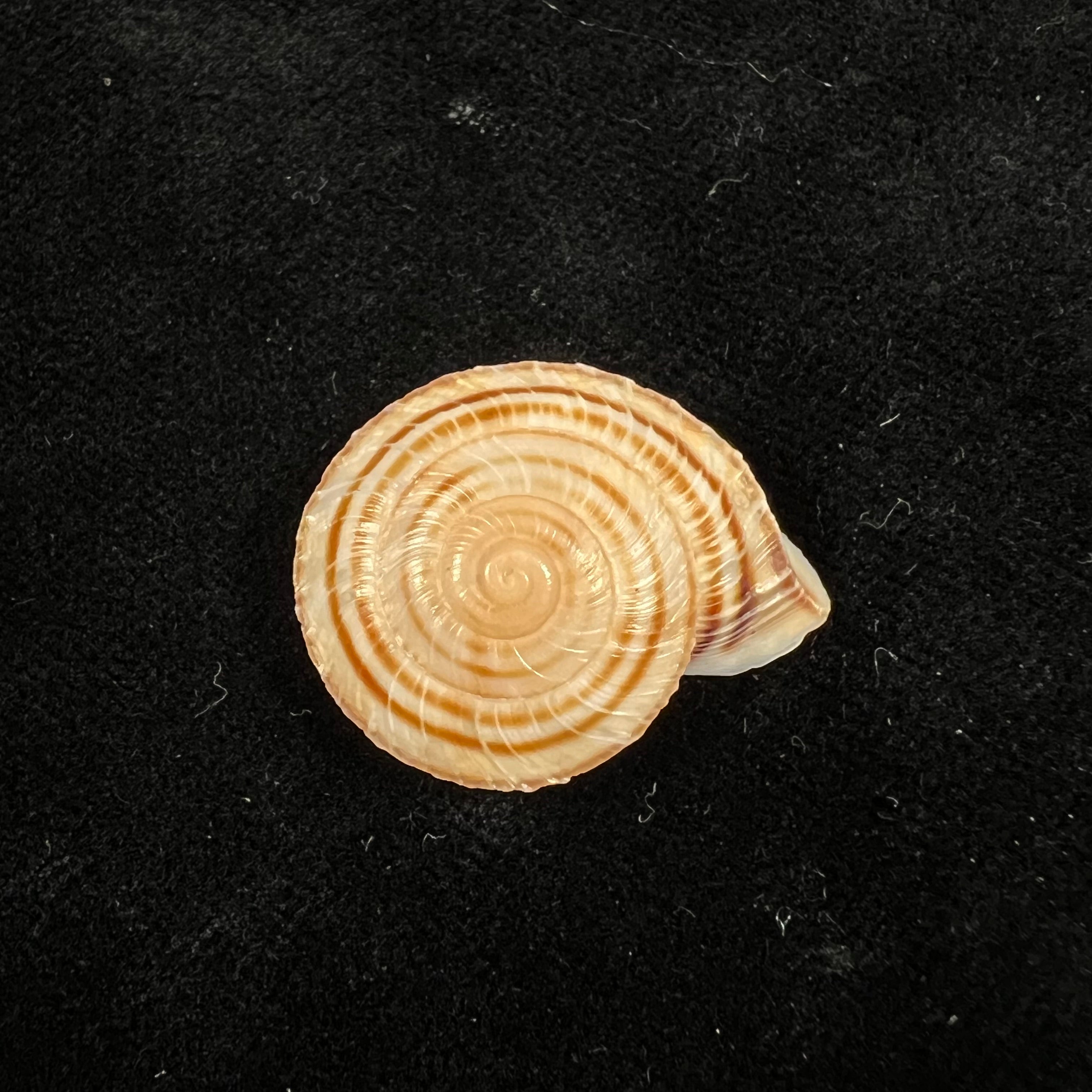 Obba rota (布罗德里普, 1841) - 26,8mm