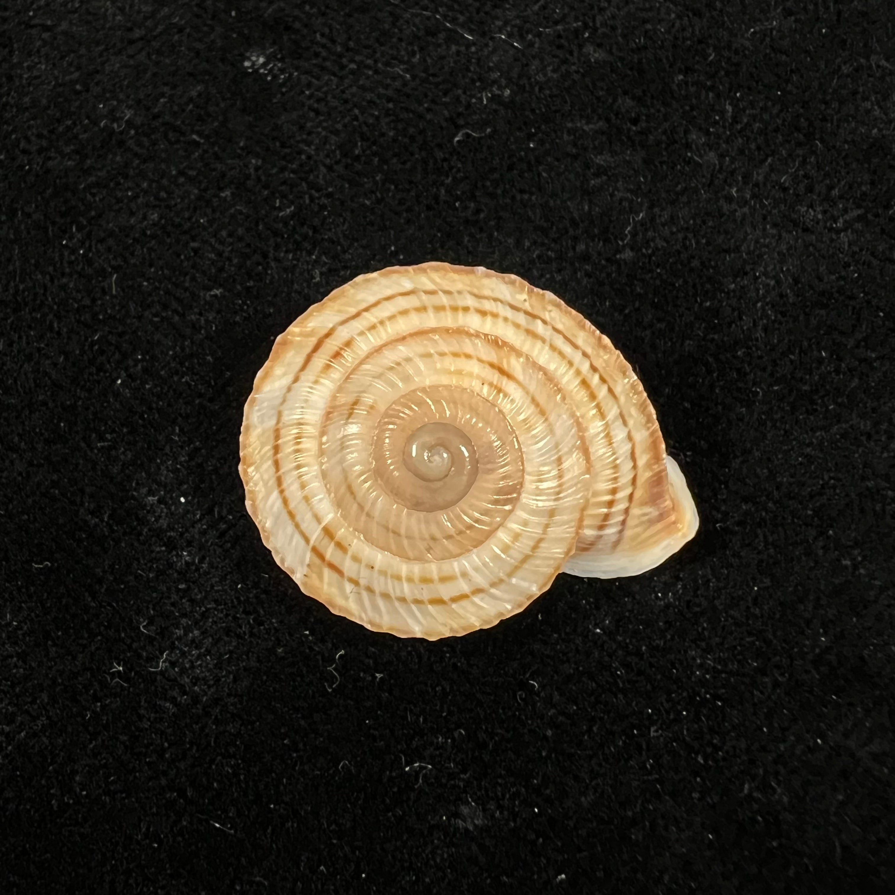 Obba rota (布罗德里普, 1841) - 25,8mm