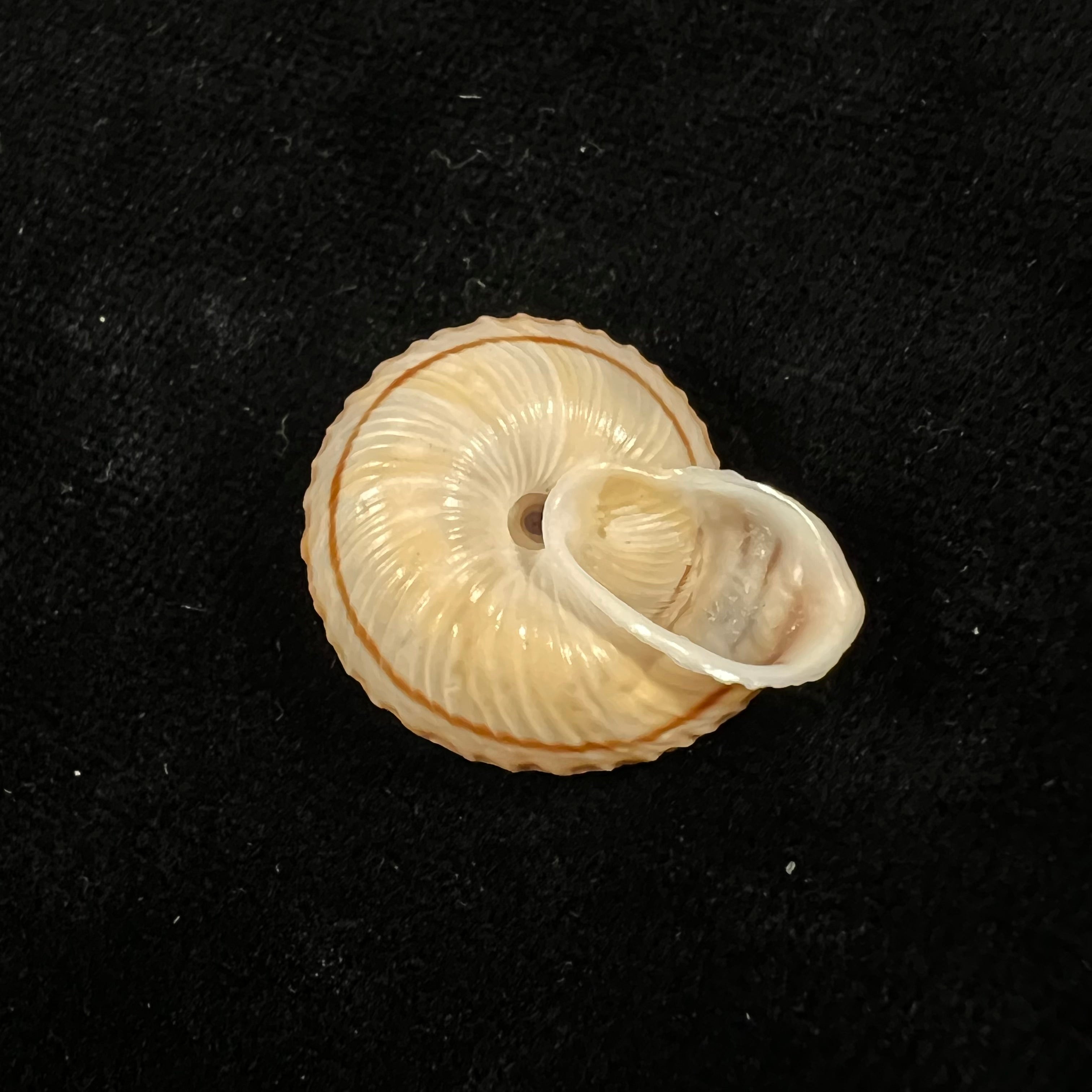 Obba rota (布罗德里普, 1841) - 25,8mm