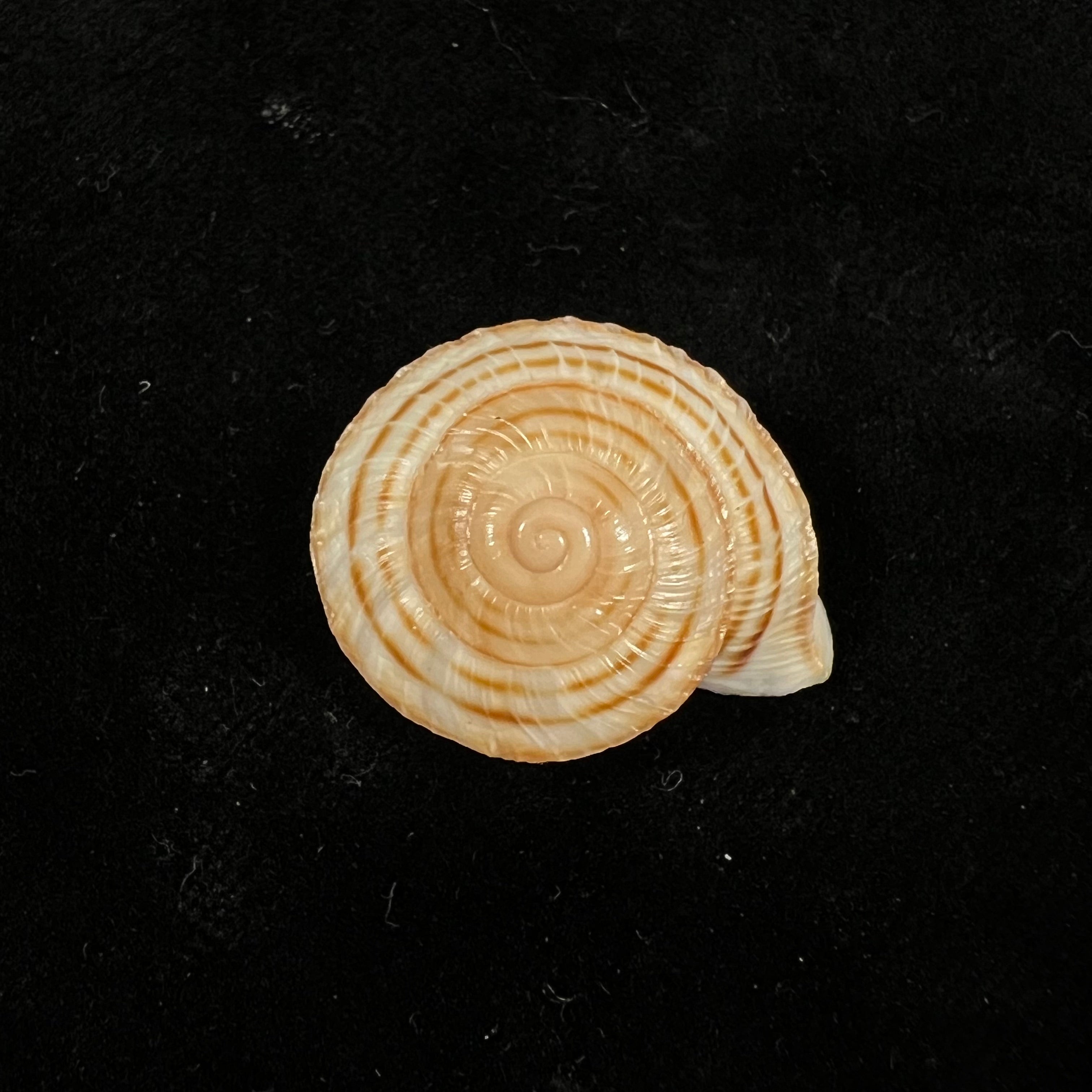 Obba rota (布罗德里普, 1841) - 25,8mm