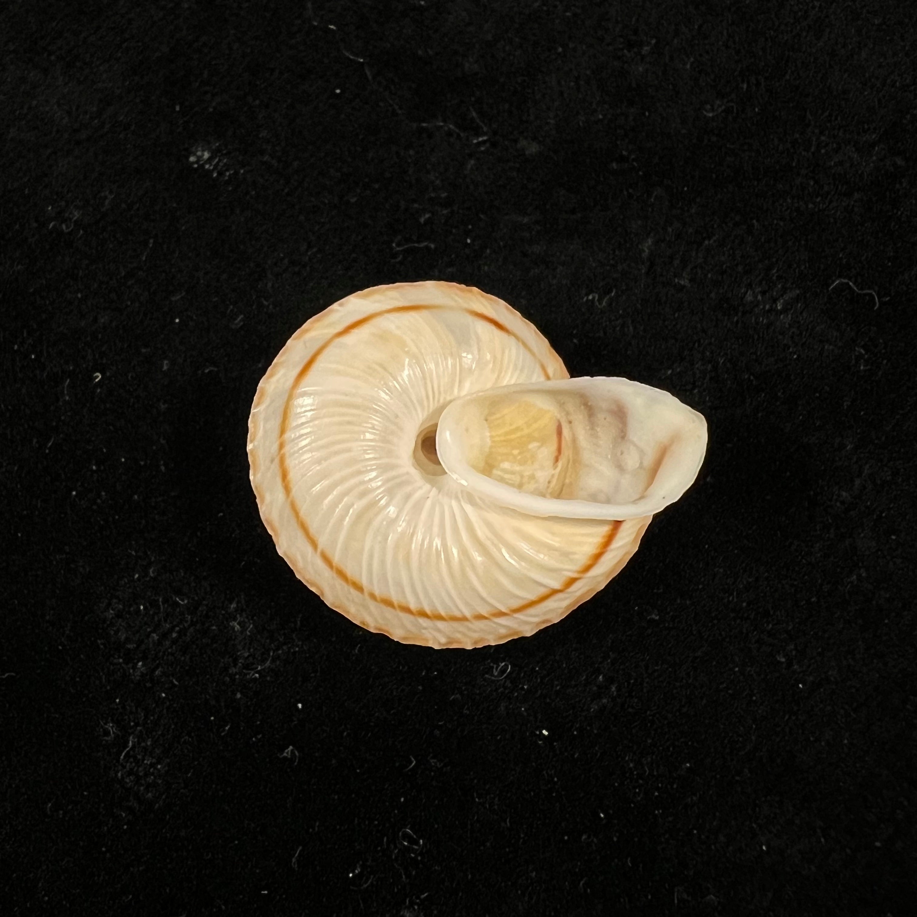 Obba rota (布罗德里普, 1841) - 25,8mm