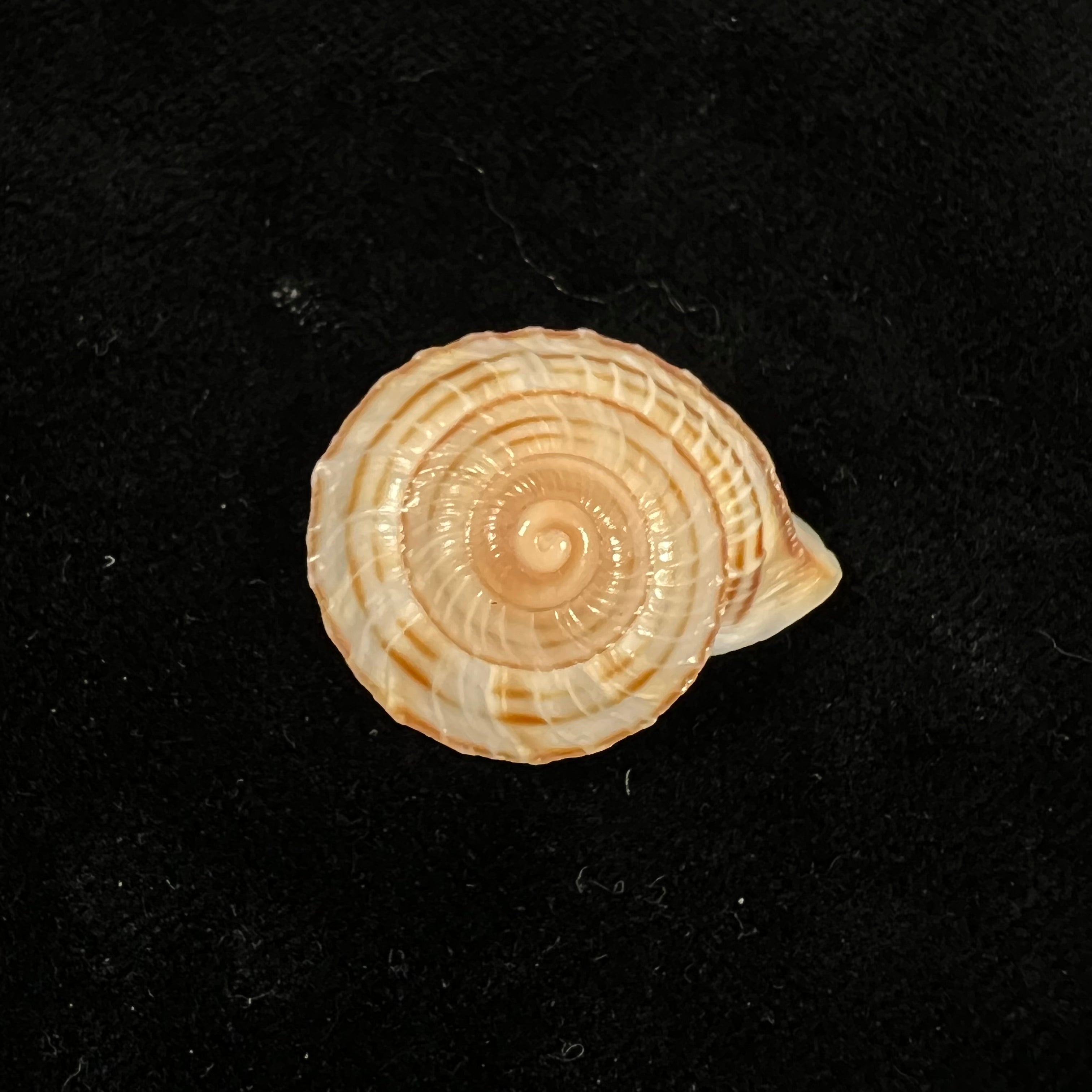 Obba rota (布罗德里普, 1841) - 27,1mm