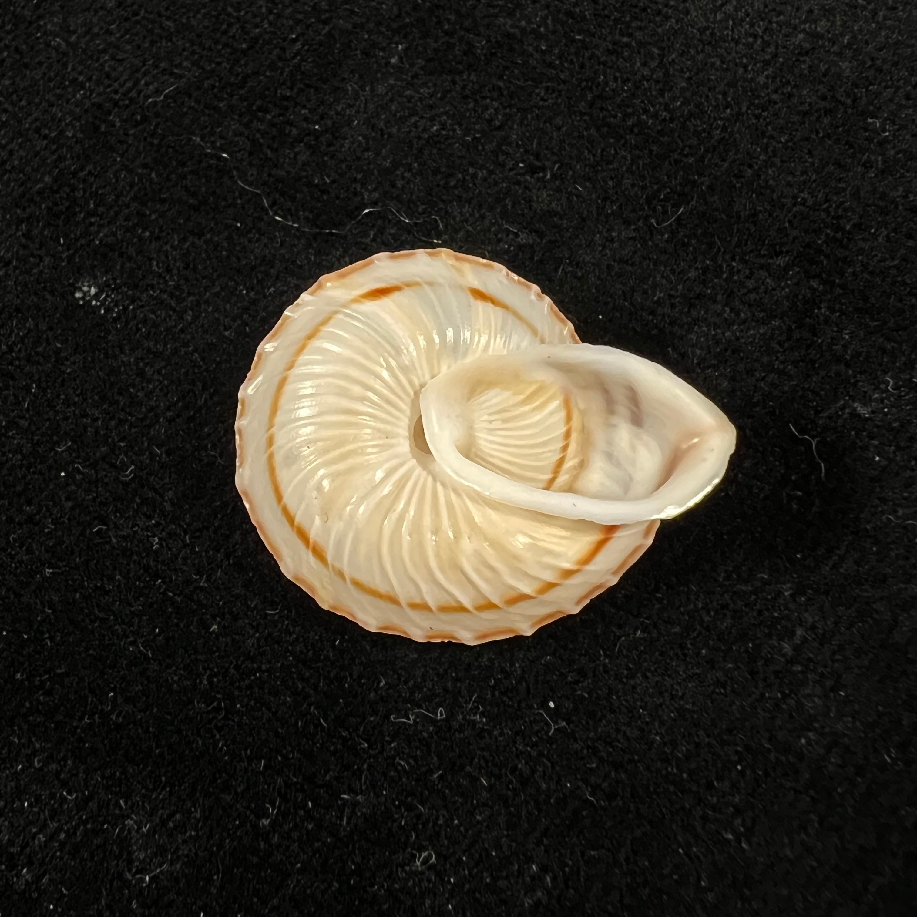 Obba rota (布罗德里普, 1841) - 27,1mm