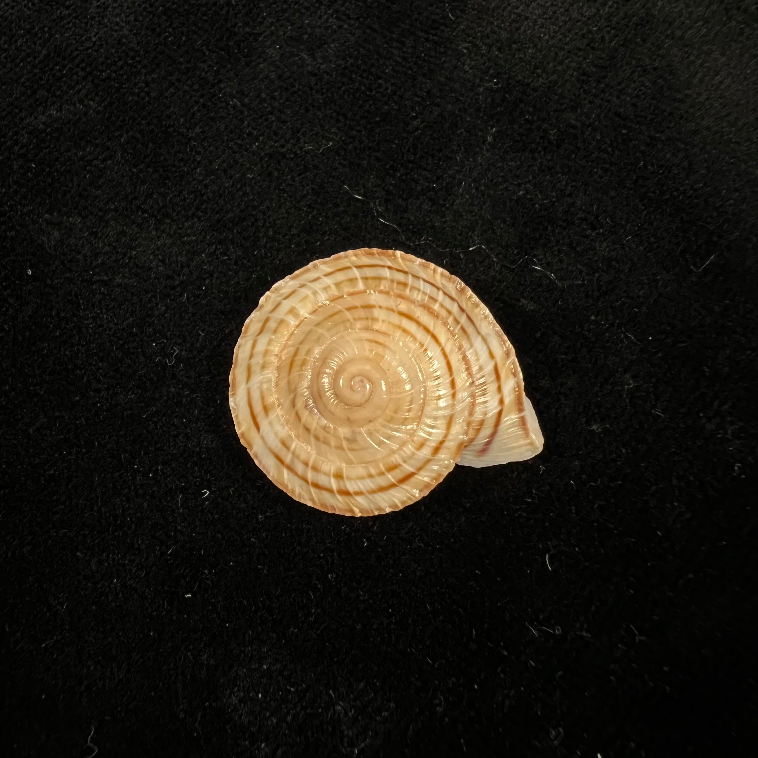 Obba rota (布罗德里普, 1841) - 26,7mm
