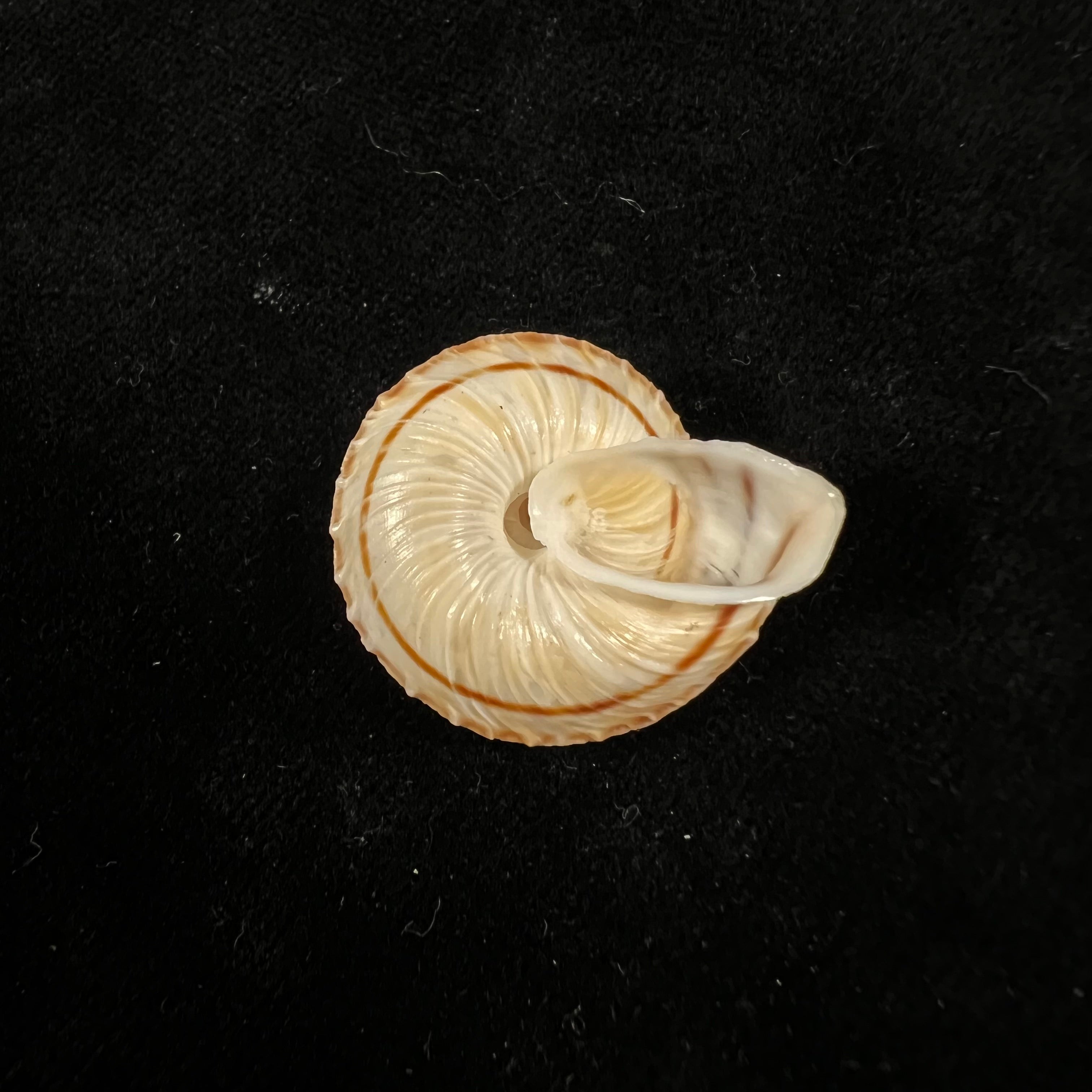 Obba rota (布罗德里普, 1841) - 26,7mm