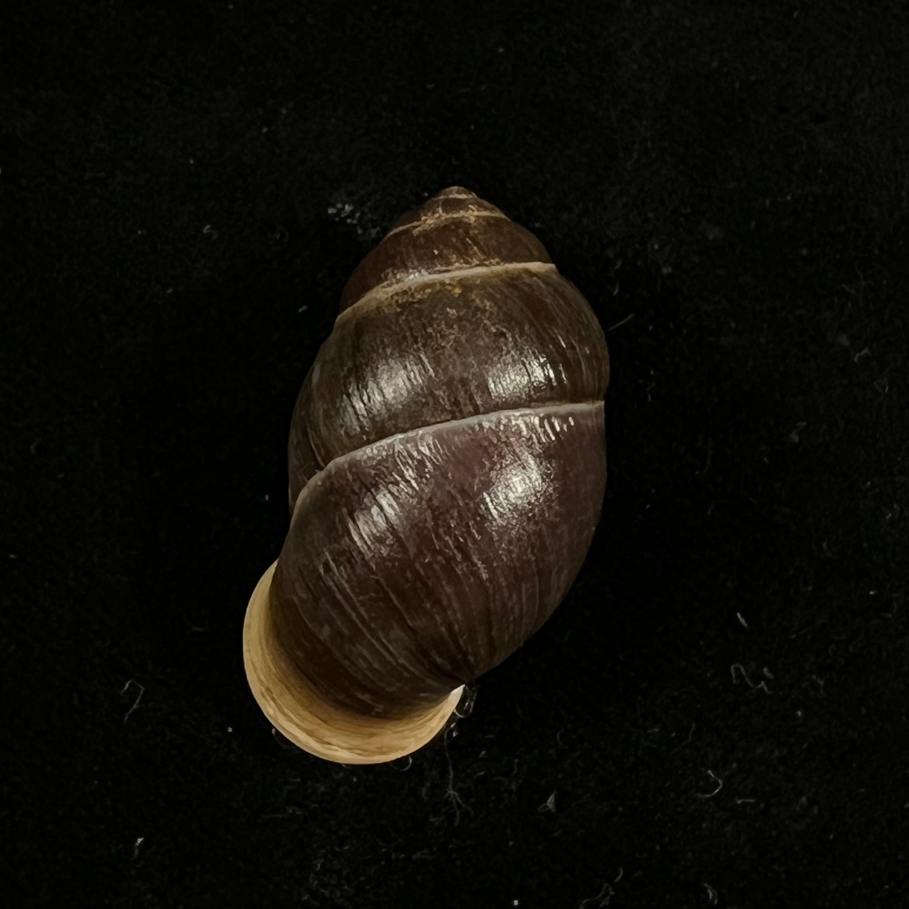 Pollicaria rochebruni (Mabille, 1887) - 34,1mm