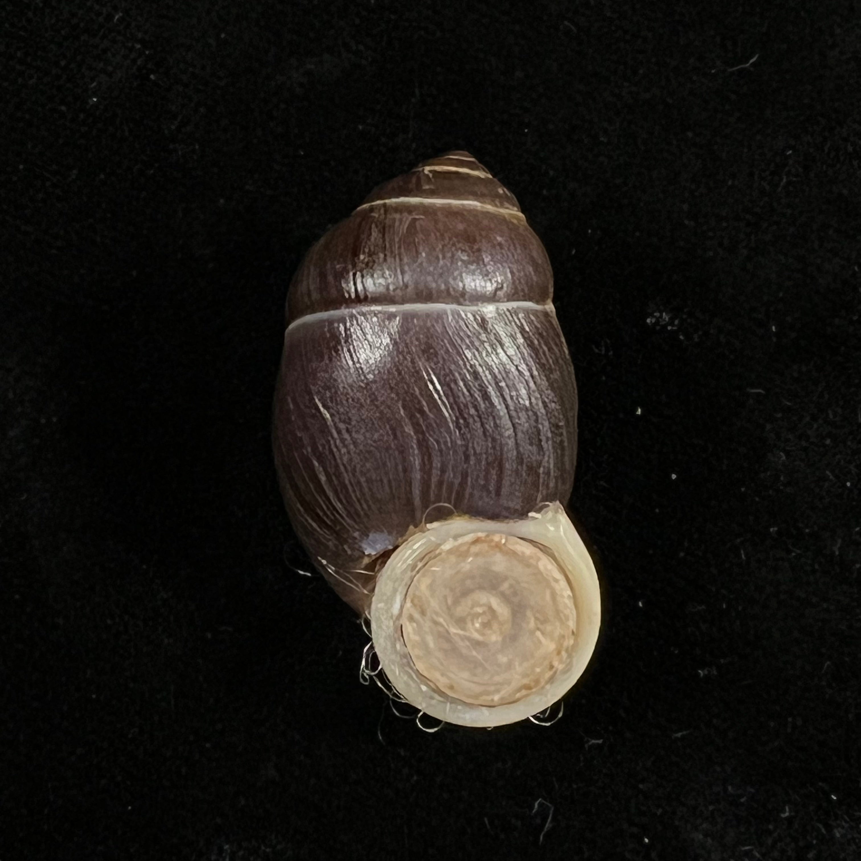 Pollicaria rochebruni (Mabille, 1887) - 34,1mm