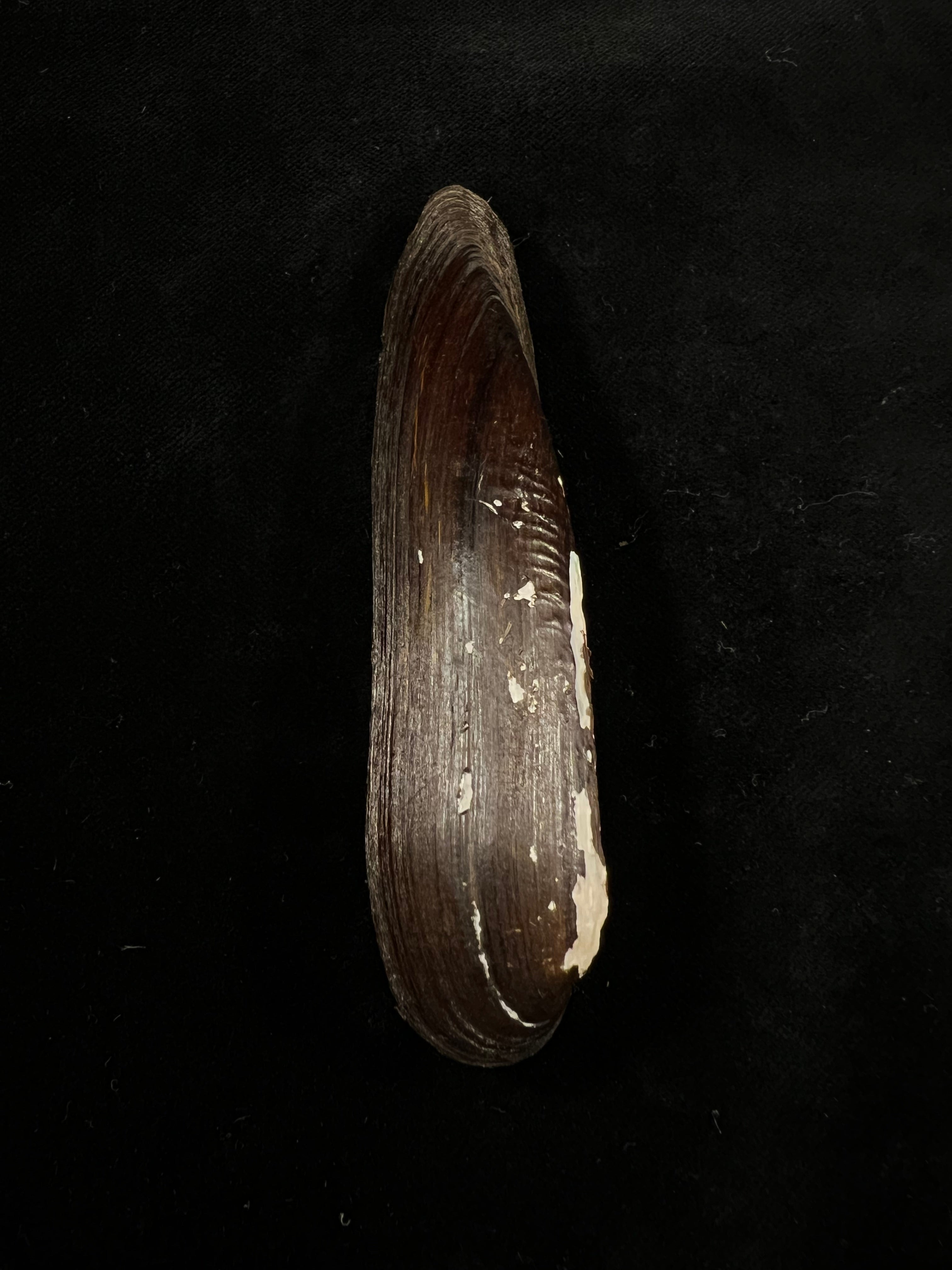 Lanceolaria grayii(JE Gray,1833)- 105,1毫米
