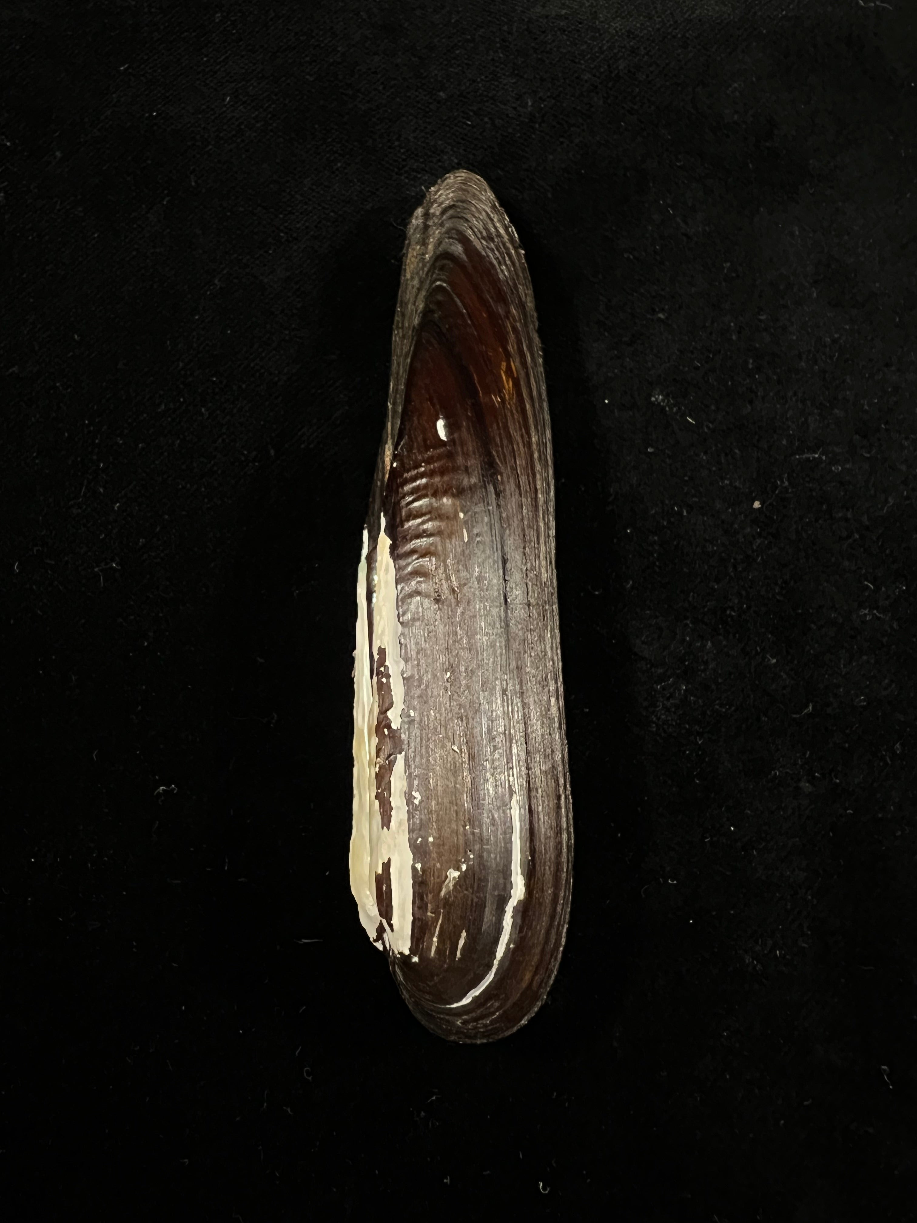 Lanceolaria grayii(JE Gray,1833)- 105,1毫米