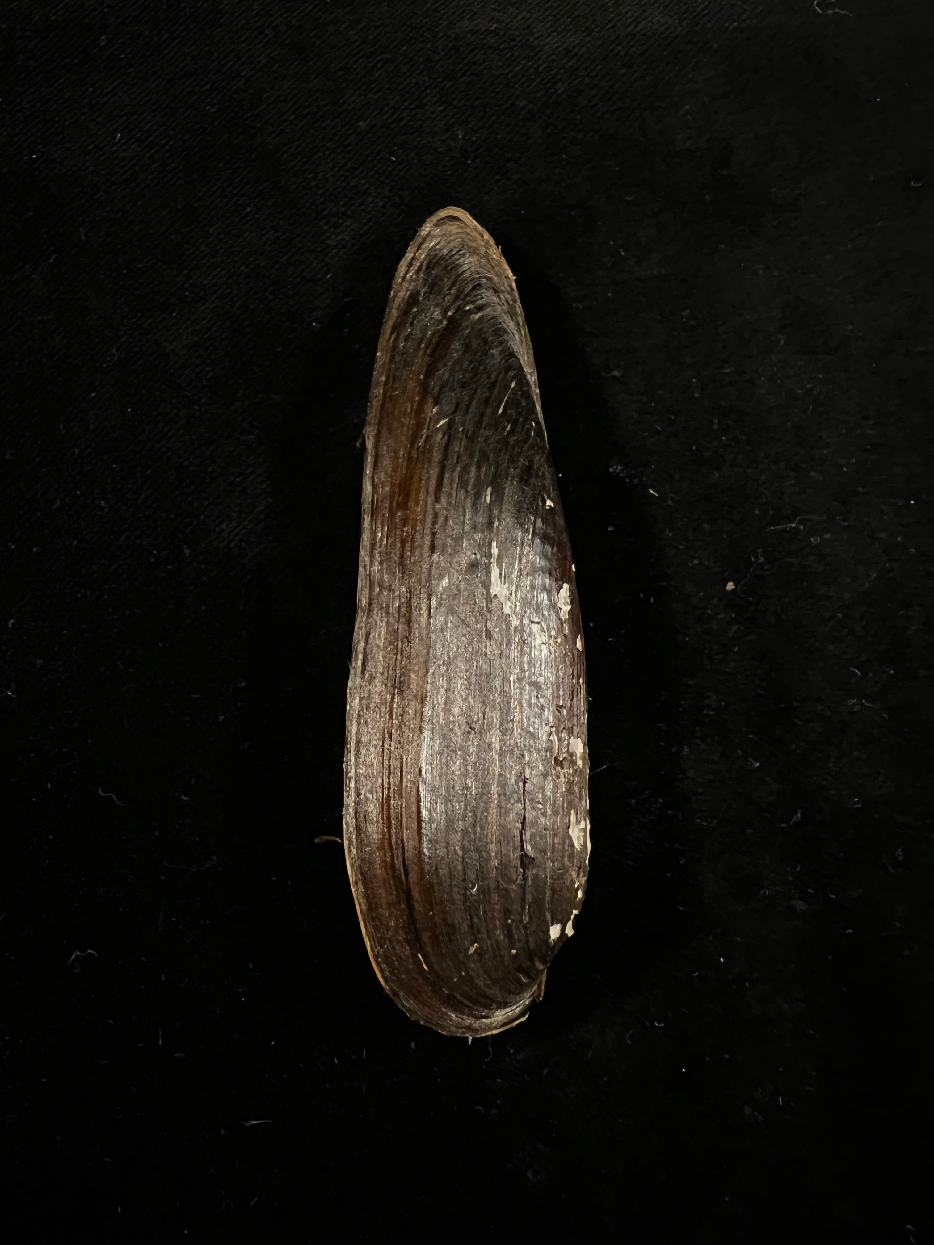 Lanceolaria grayii(JE Gray,1833)- 88,8毫米