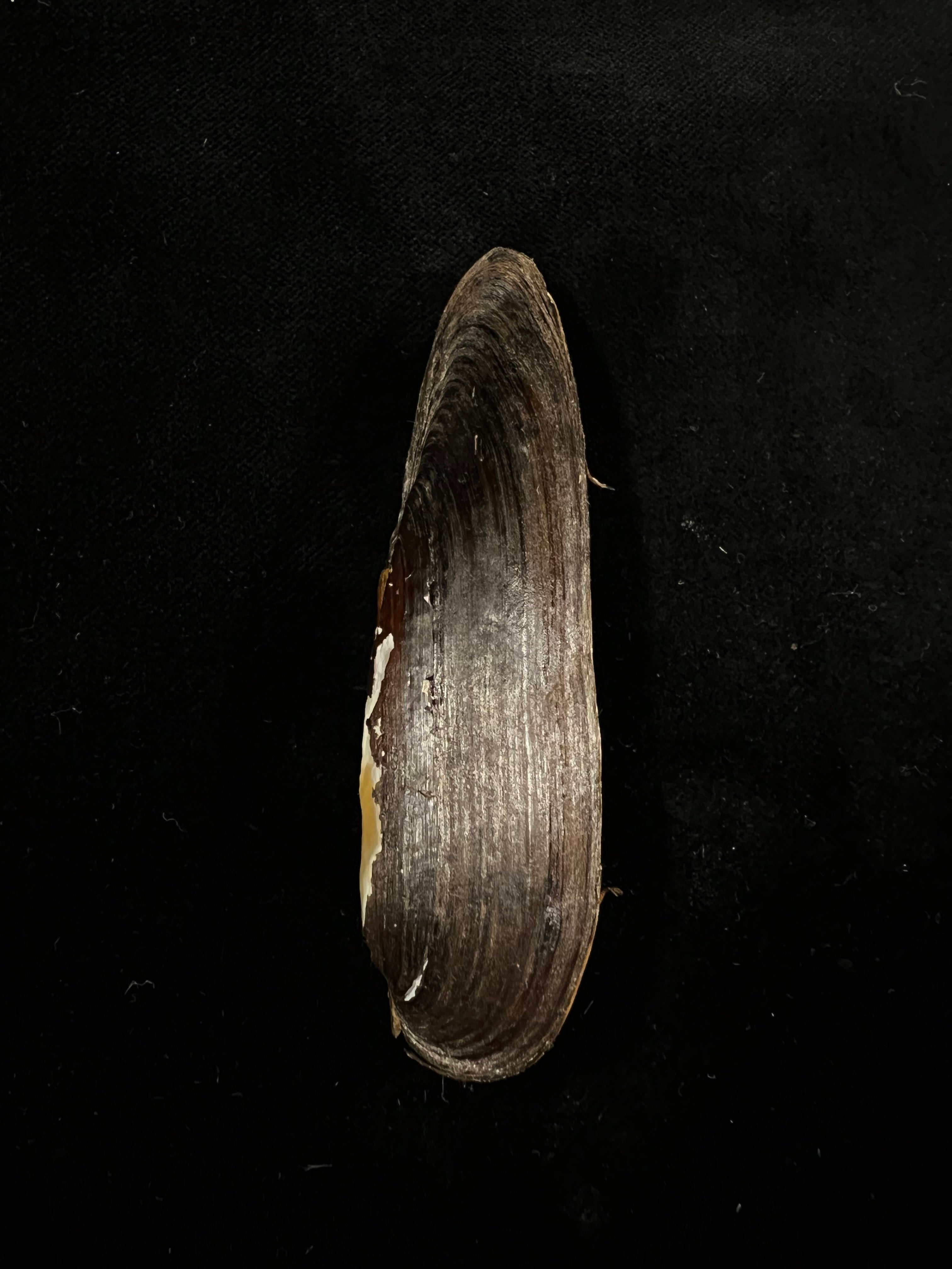 Lanceolaria grayii(JE Gray,1833)- 88,8毫米