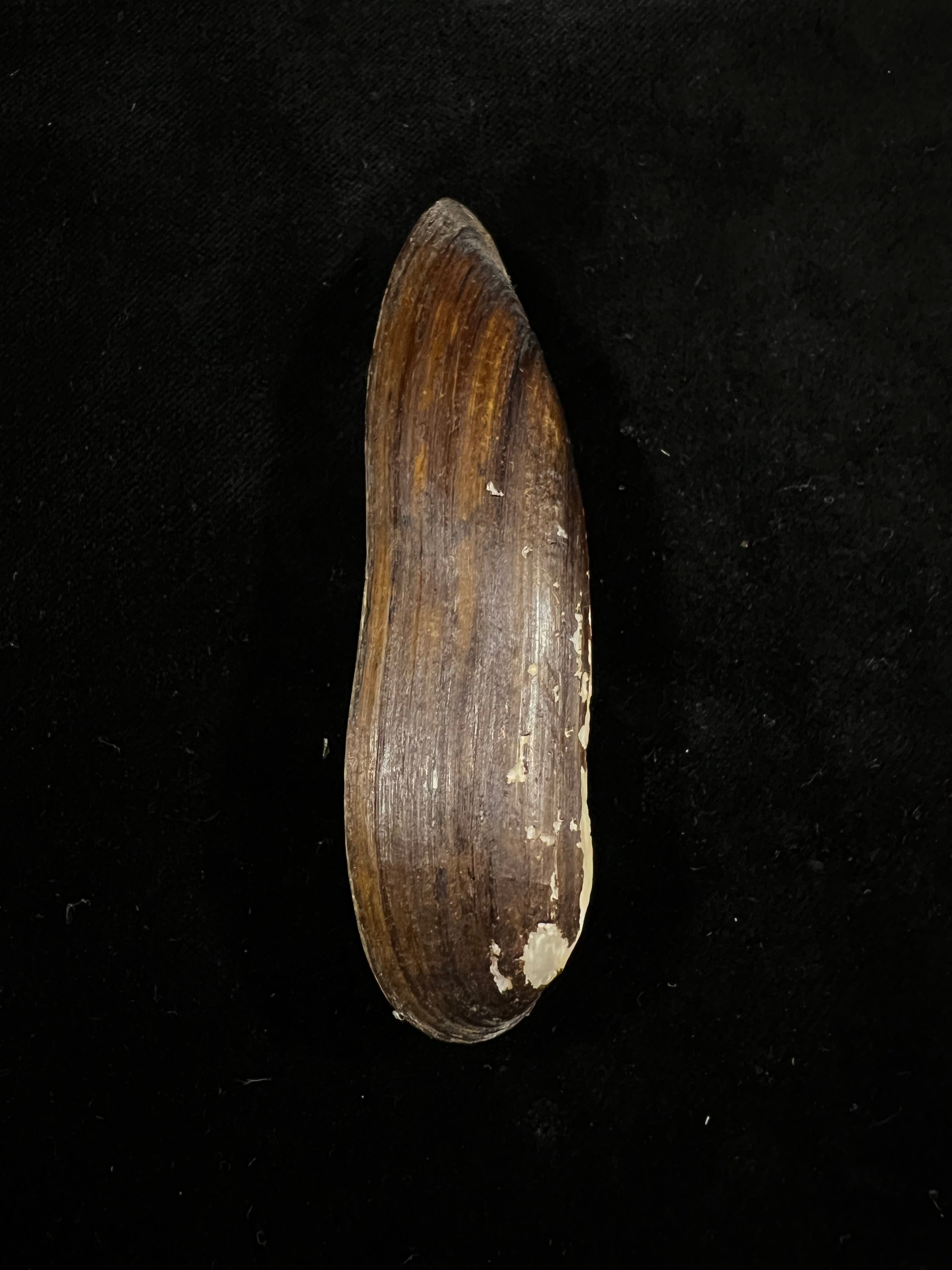 Lanceolaria grayii(JE Gray,1833)- 89,1毫米