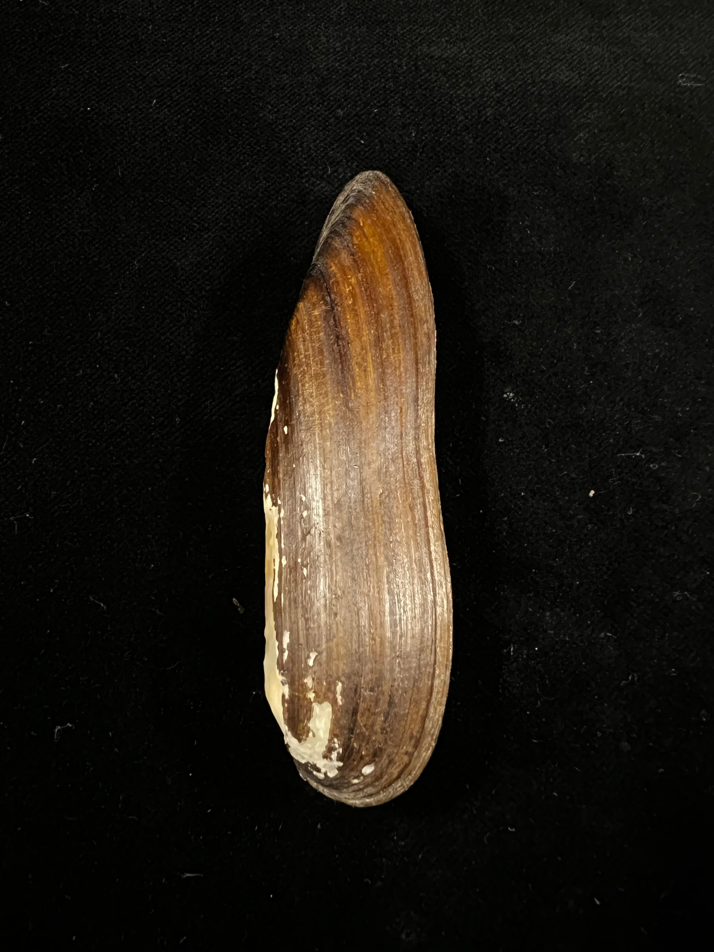 Lanceolaria grayii(JE Gray,1833)- 89,1毫米