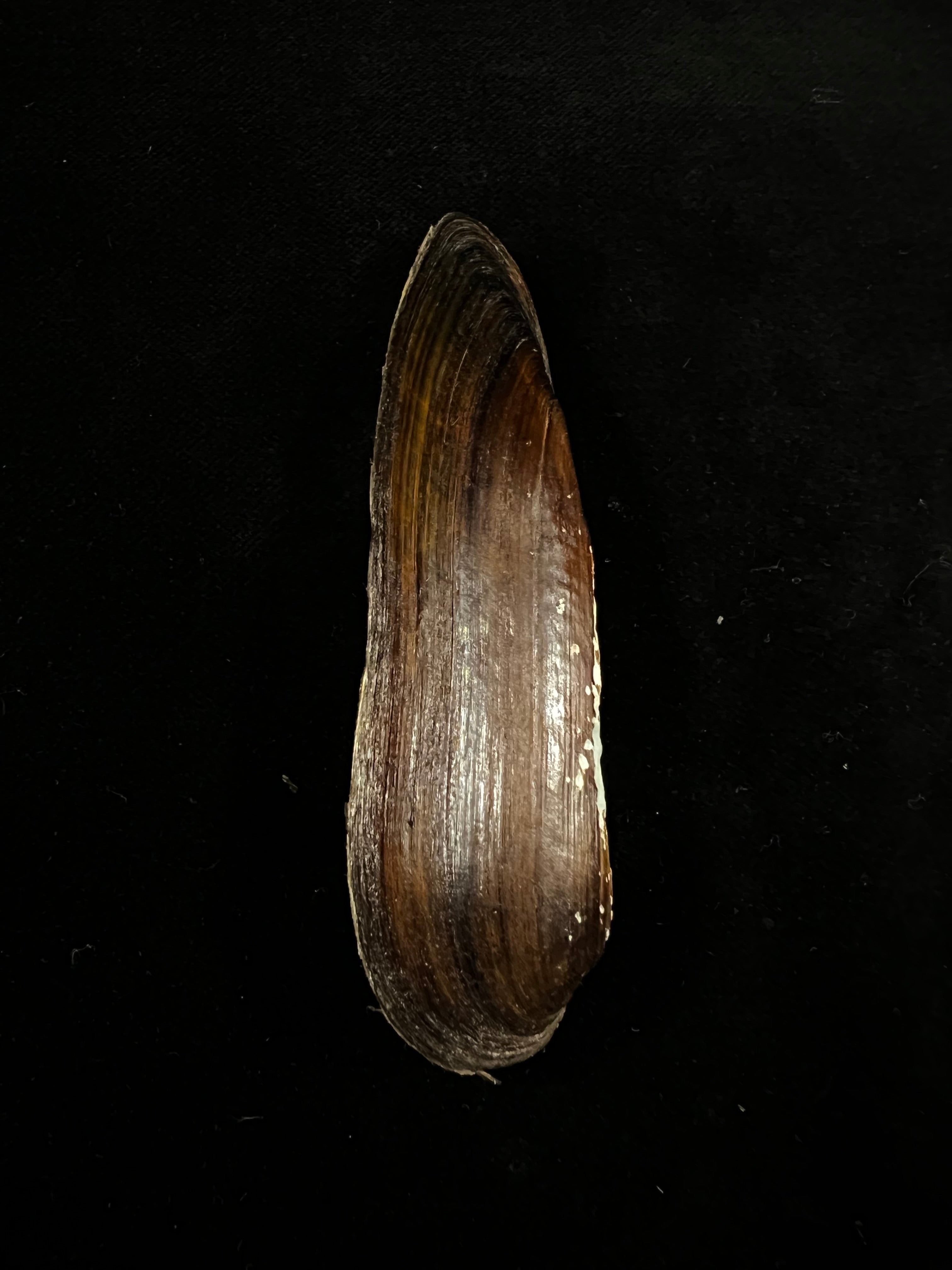 Lanceolaria grayii(JE Gray,1833)- 96毫米