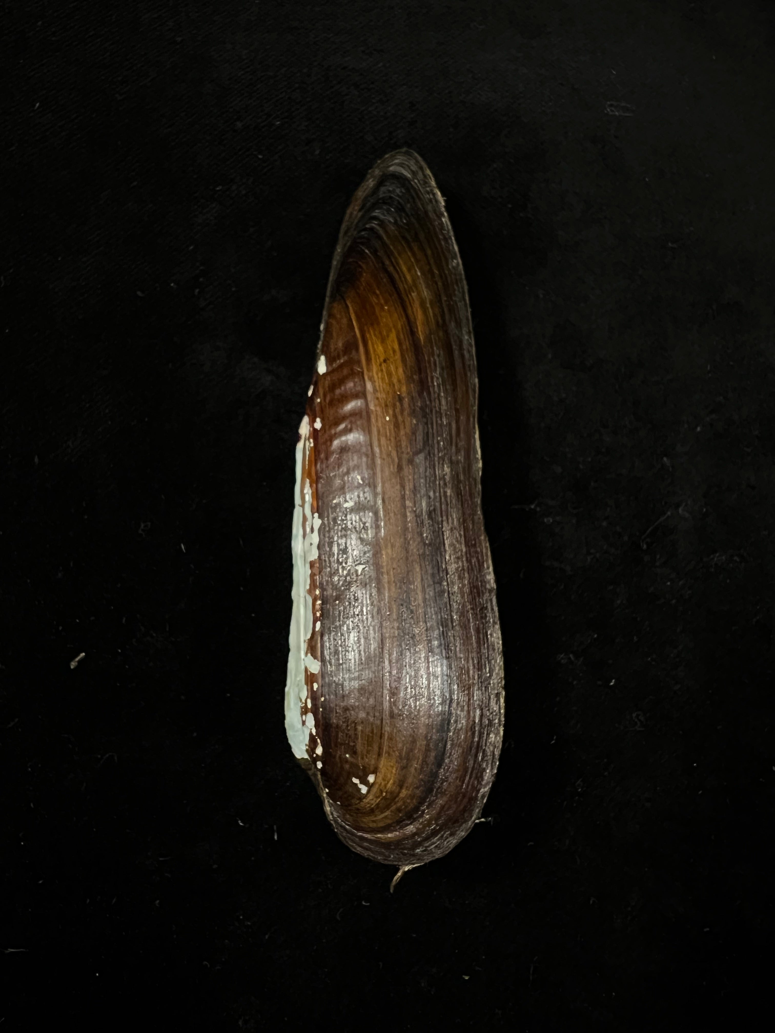 Lanceolaria grayii(JE Gray,1833)- 96毫米