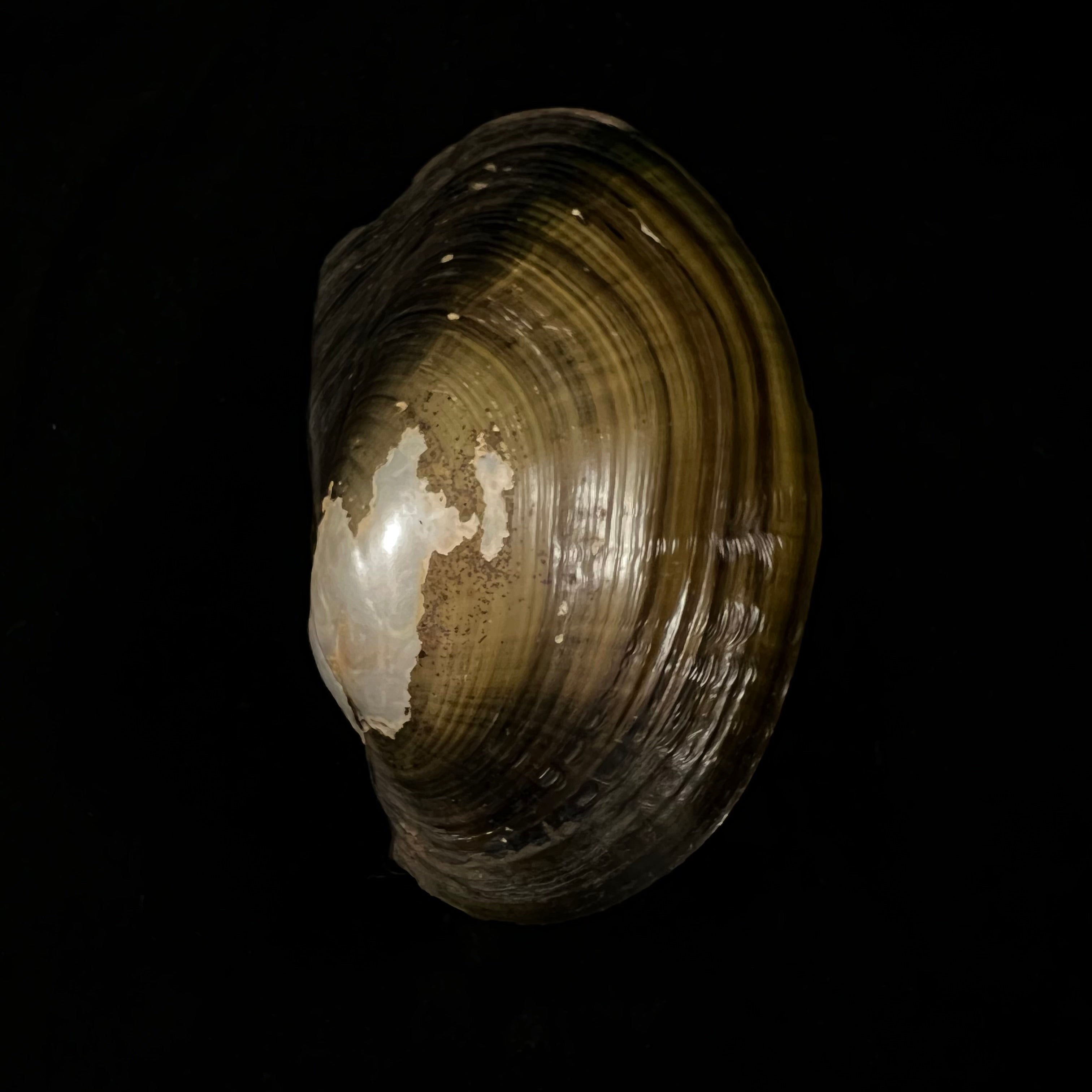 Anodontites trapesialis exoticus (Lamarck, 1819) - 113,2毫米