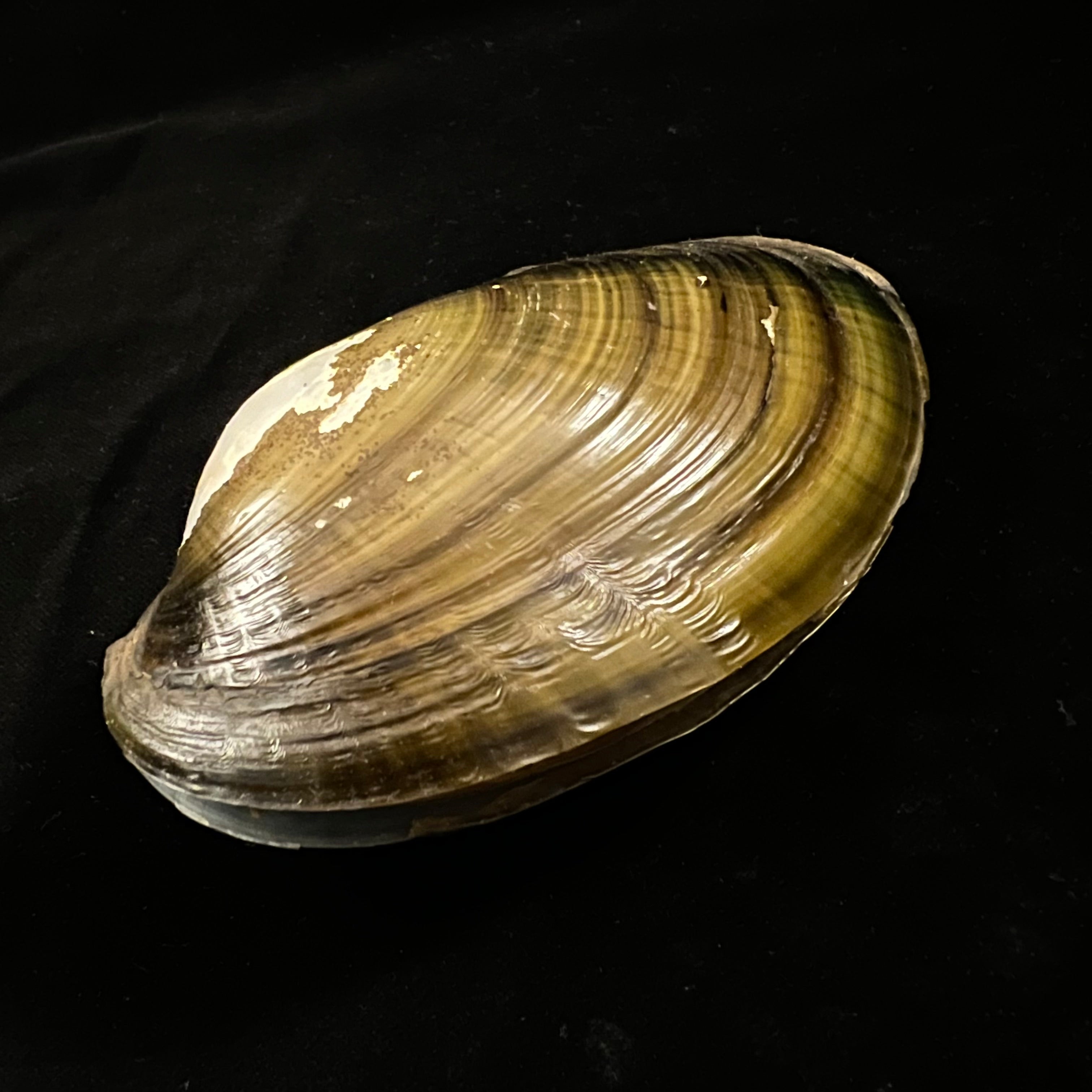 Anodontites trapesialis exoticus (Lamarck, 1819) - 113,2毫米